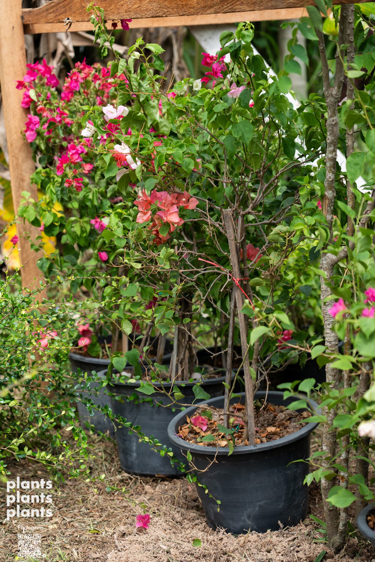 Bougainvillea