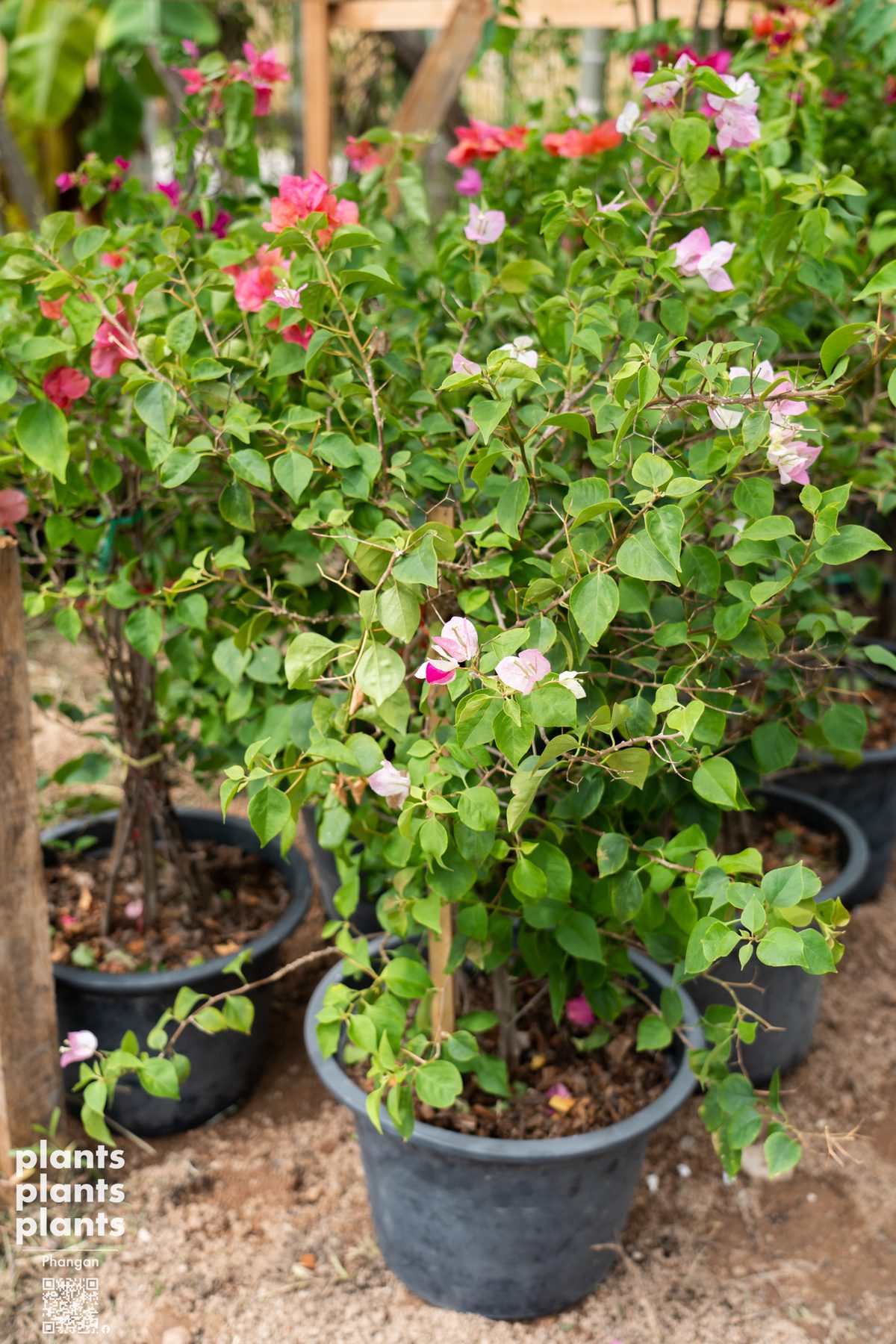Bougainvillea
