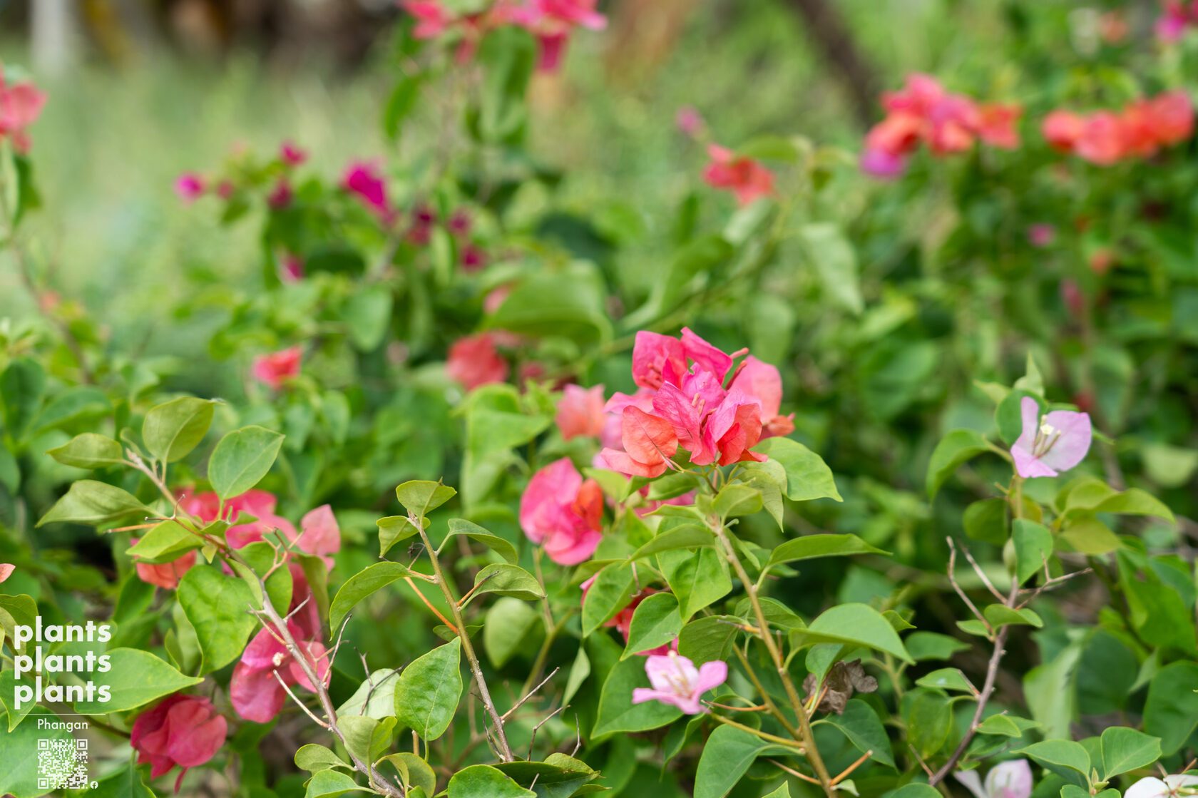 Bougainvillea