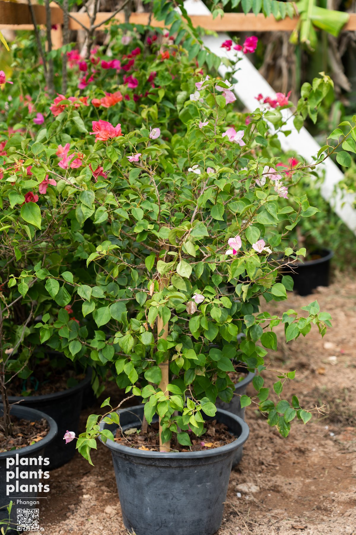 Bougainvillea