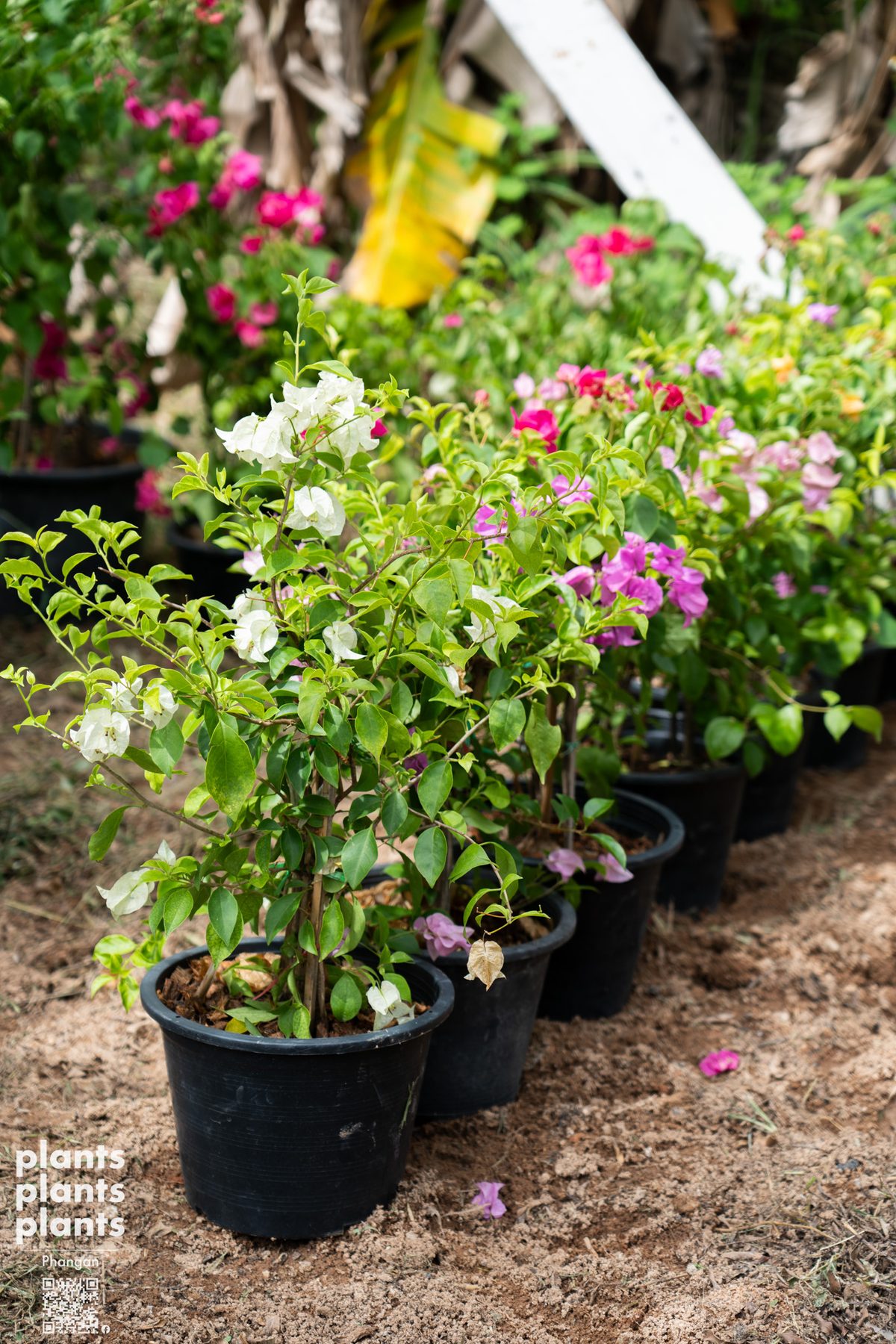 Bougainvillea