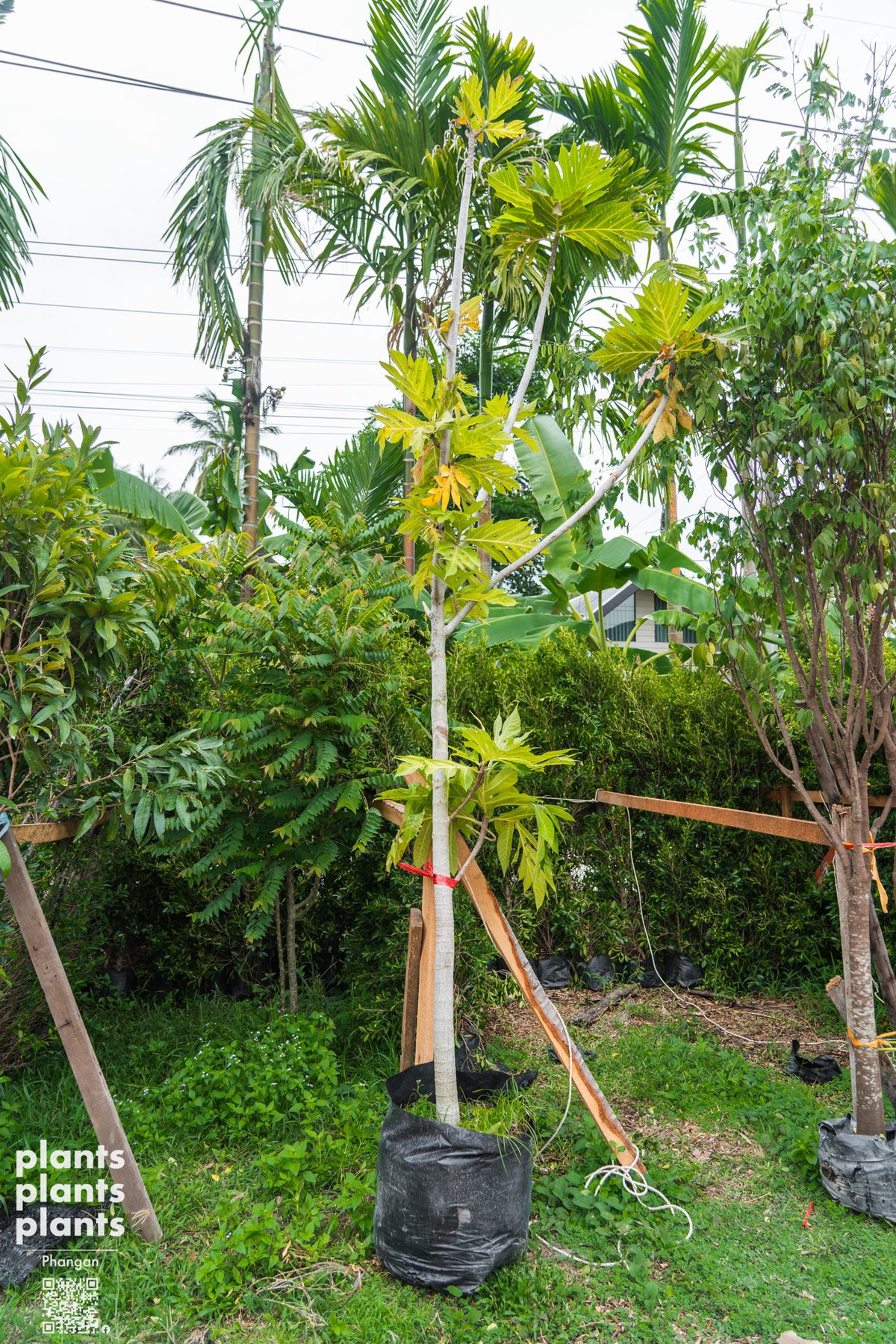 Breadfruit