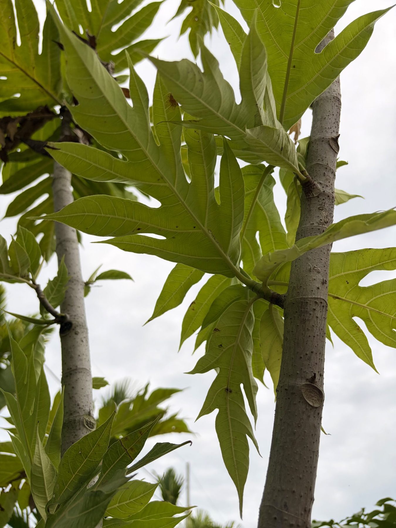 Breadfruit