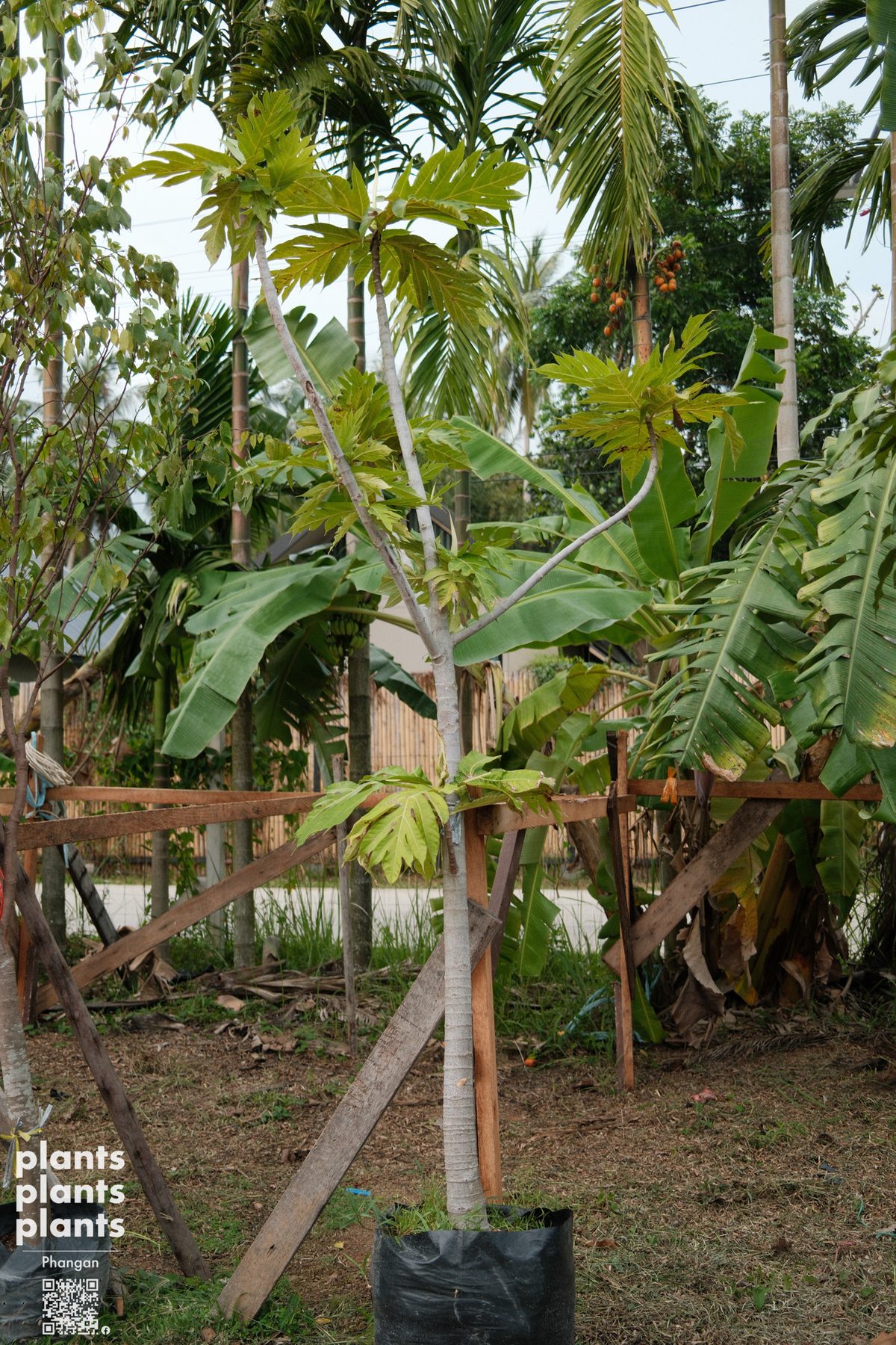 Breadfruit