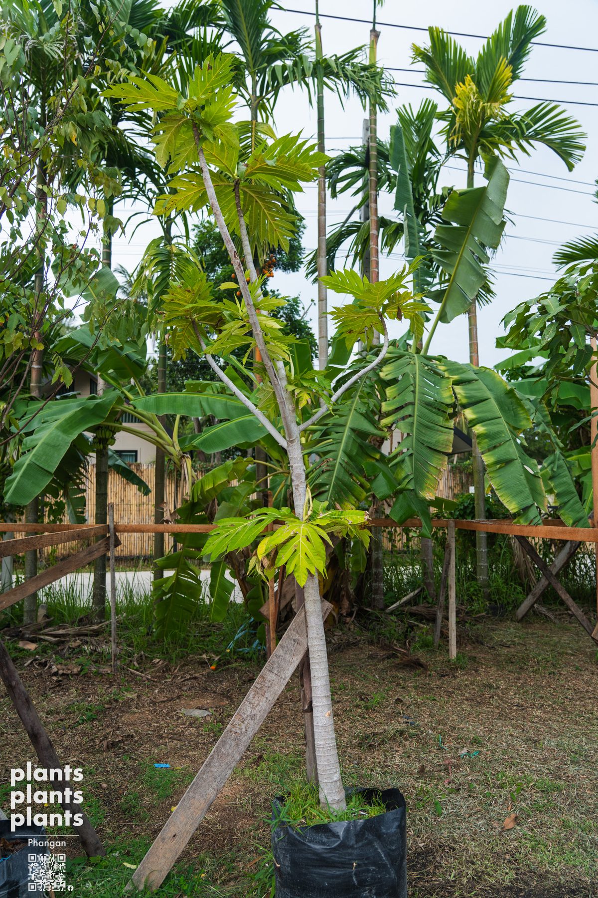 Breadfruit