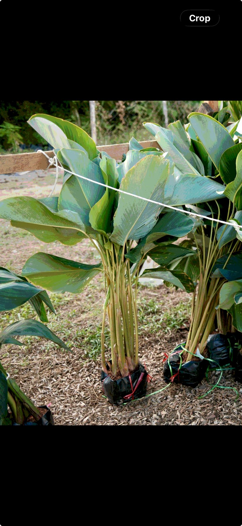 Calathea