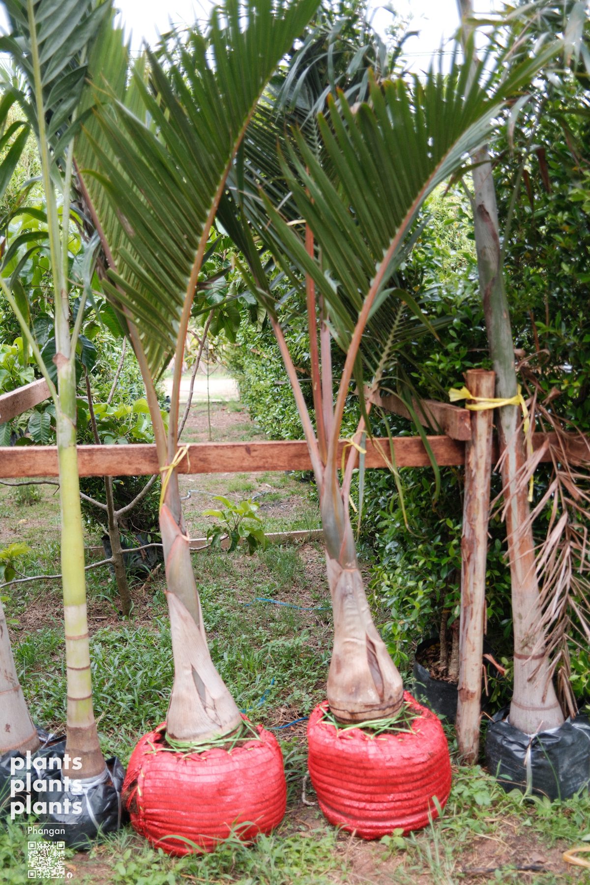 Champagne bottle palm