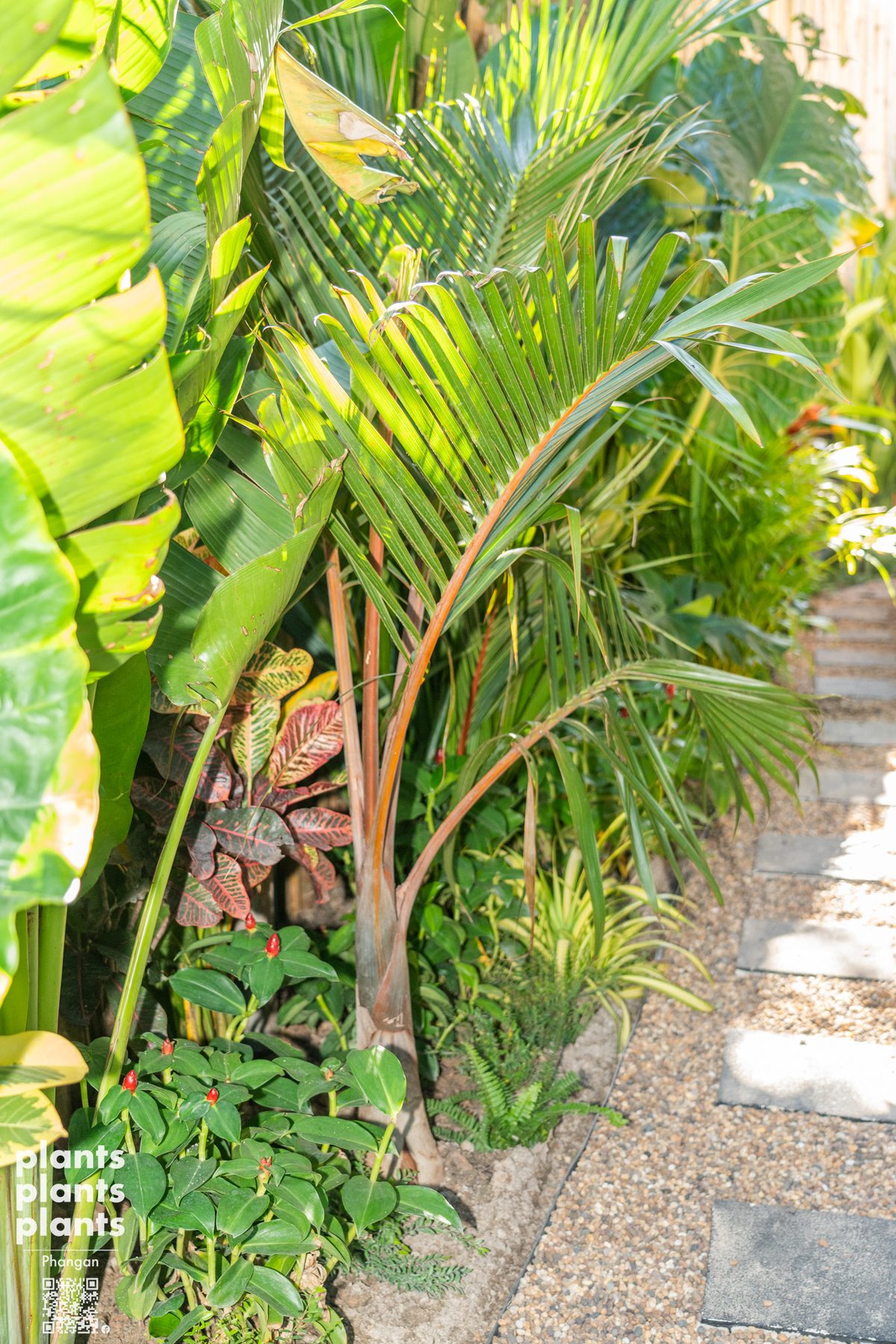 Champagne bottle palm