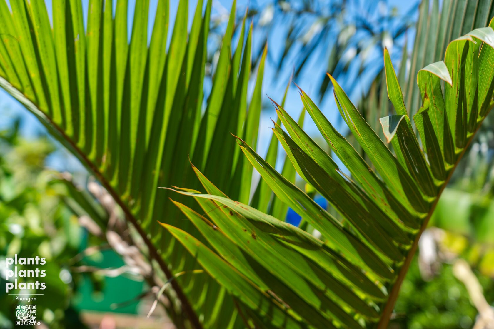 Champagne bottle palm