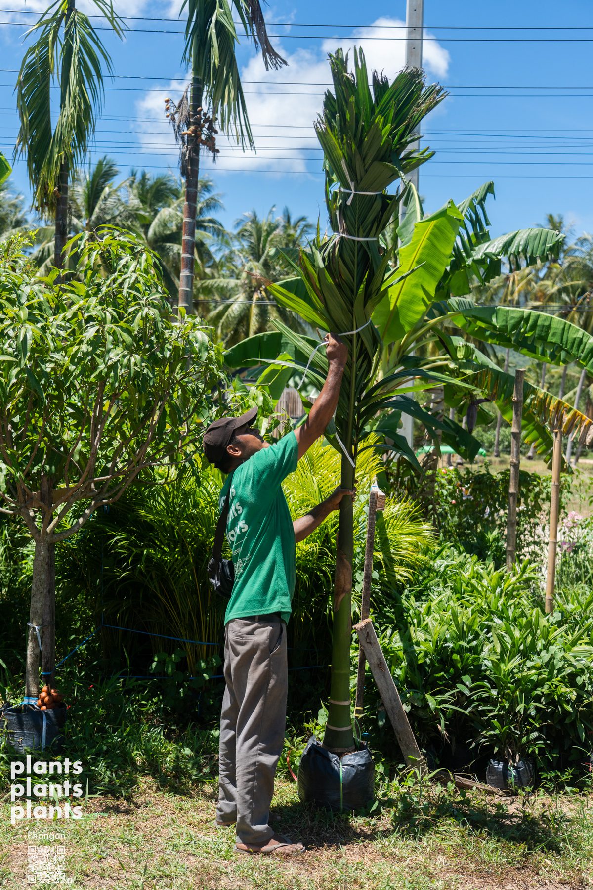 Christmas palm / Manila palm