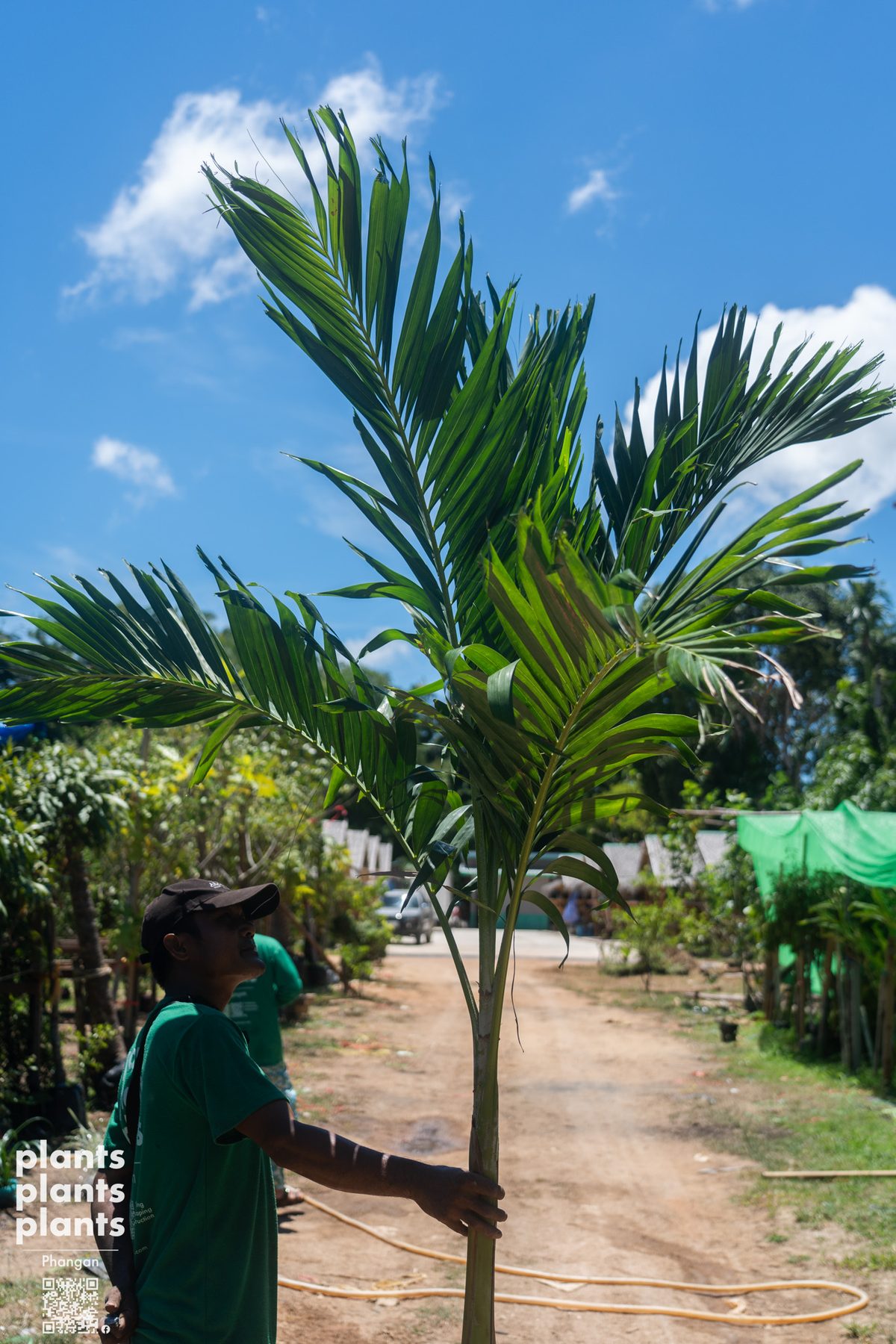 Christmas palm / Manila palm