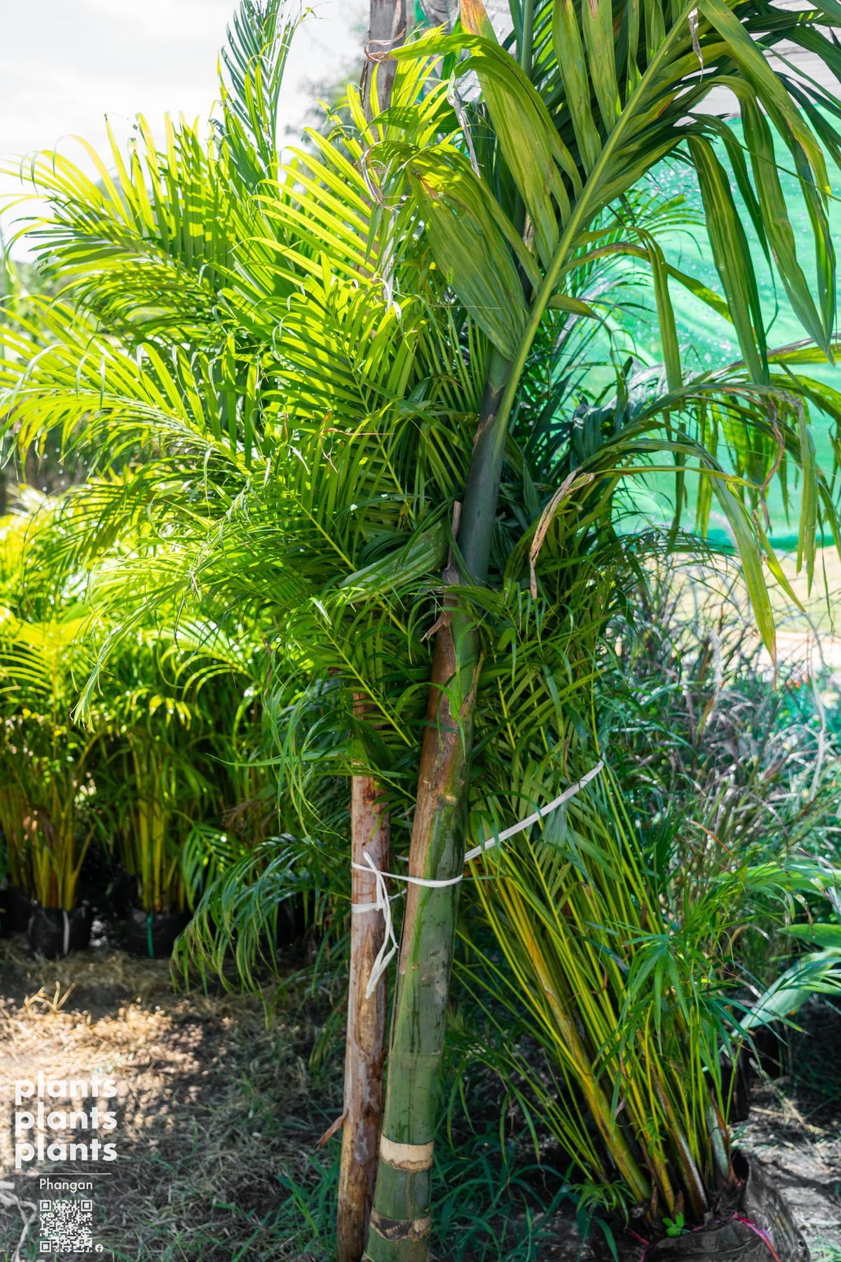 Christmas palm / Manila palm