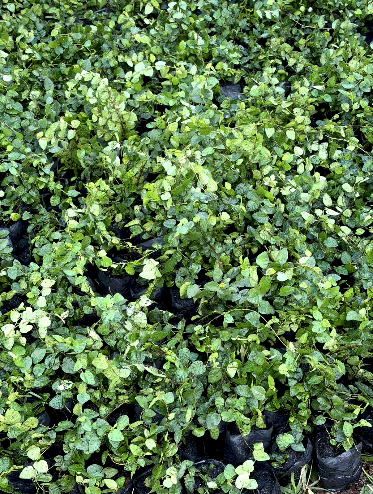 Creeping Fig