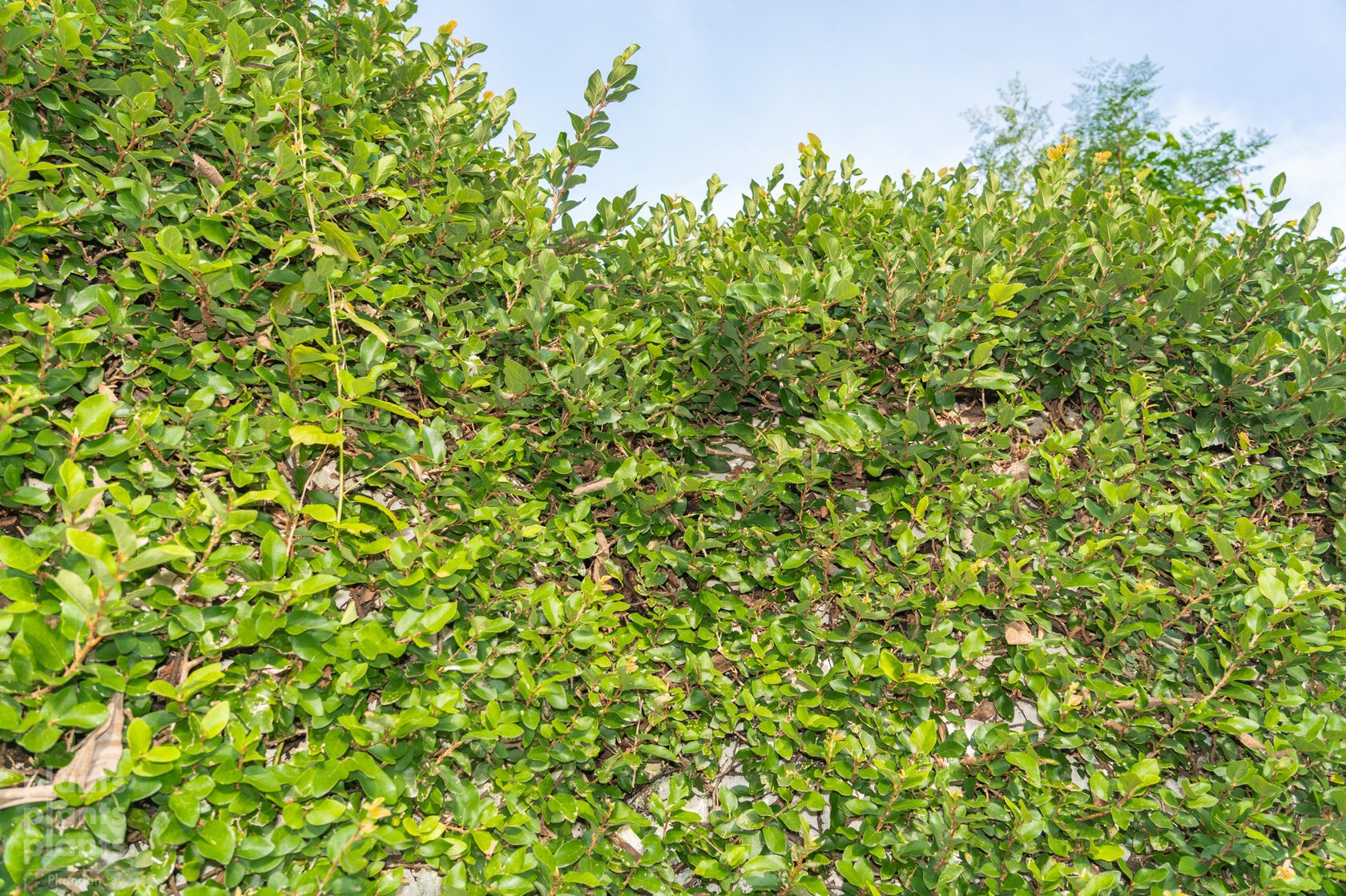 Creeping Fig