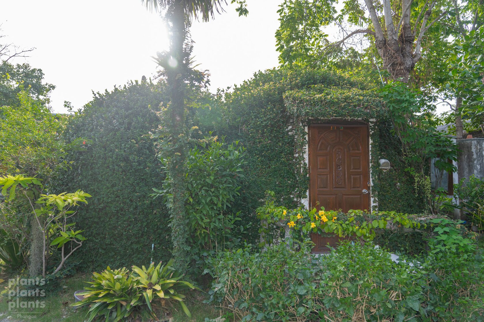 Creeping Fig