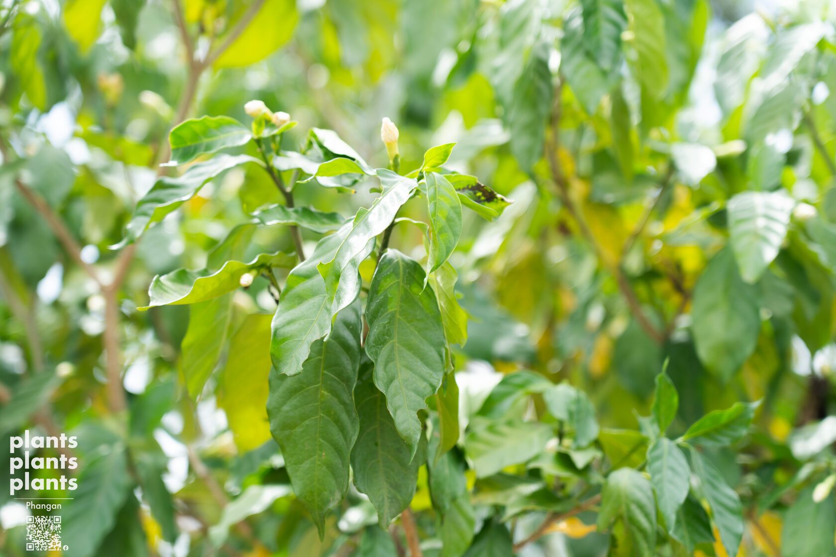 Crepe Jasmine