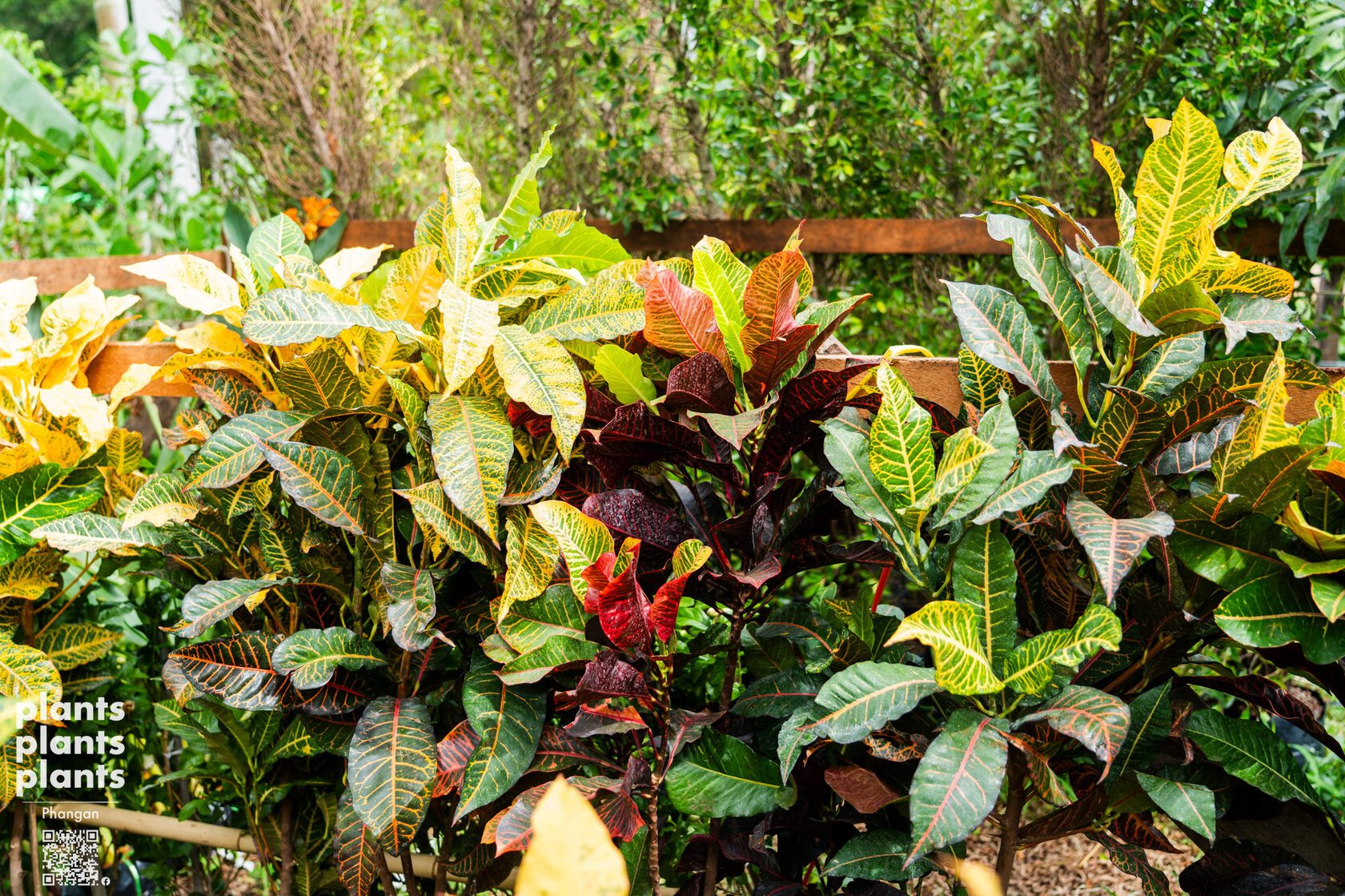 Croton 1m