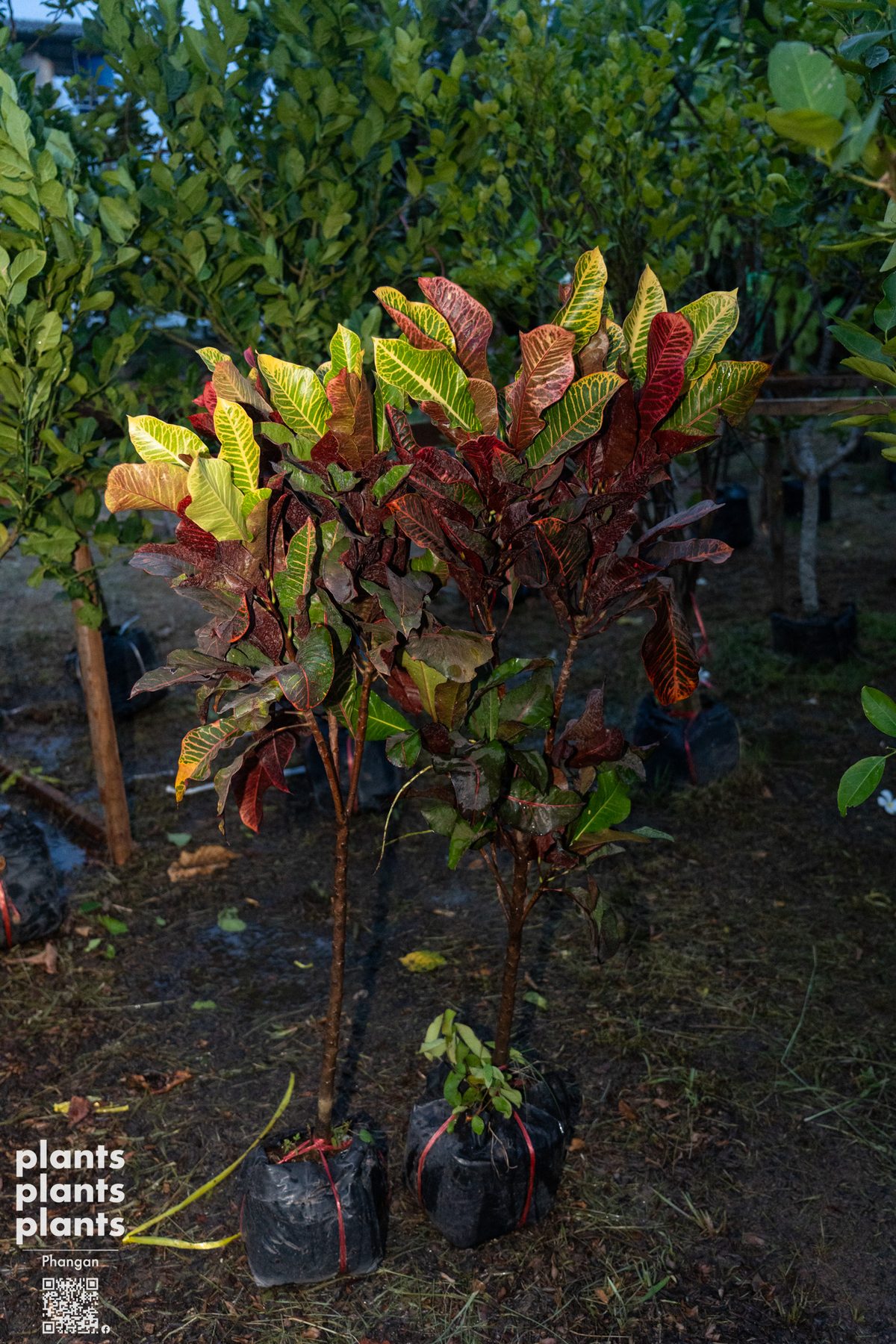 Croton 1m