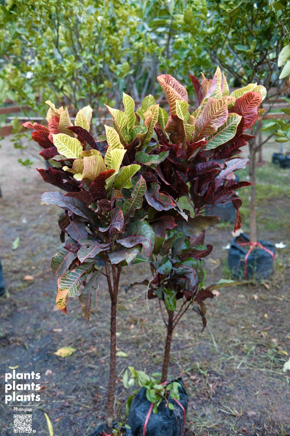 Croton 1m