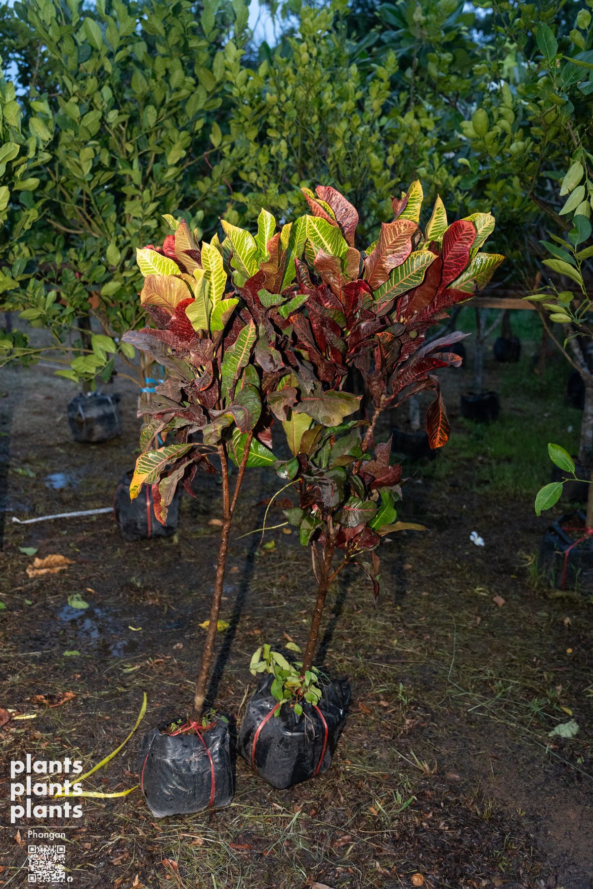 Croton 1m