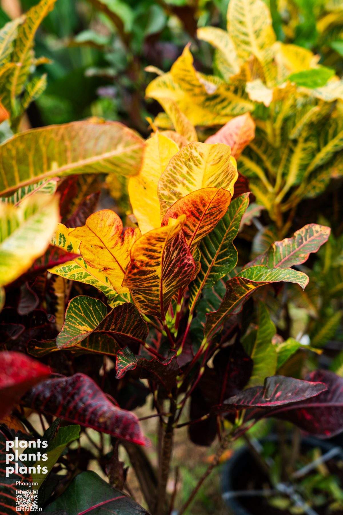 Croton 1m