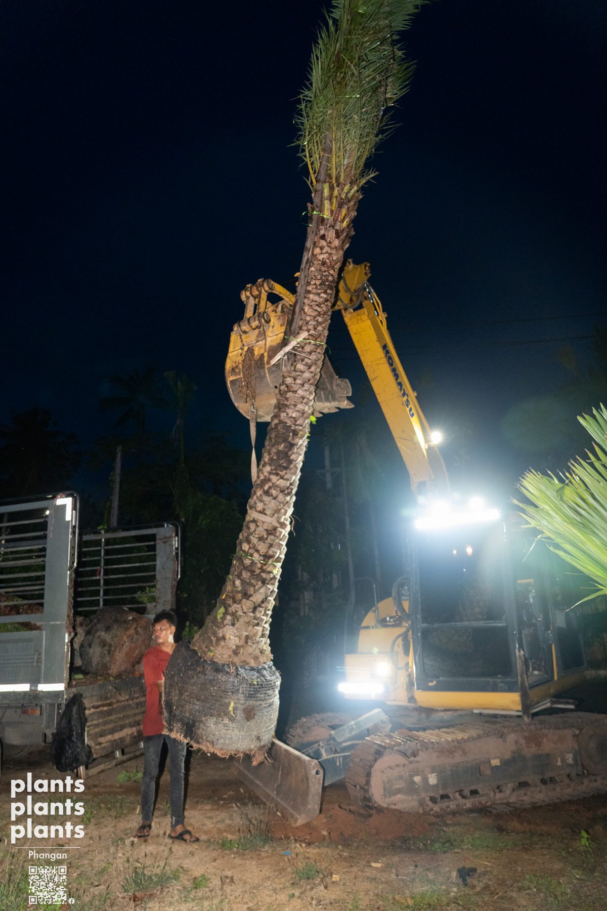 Date Palm (3m trunk)