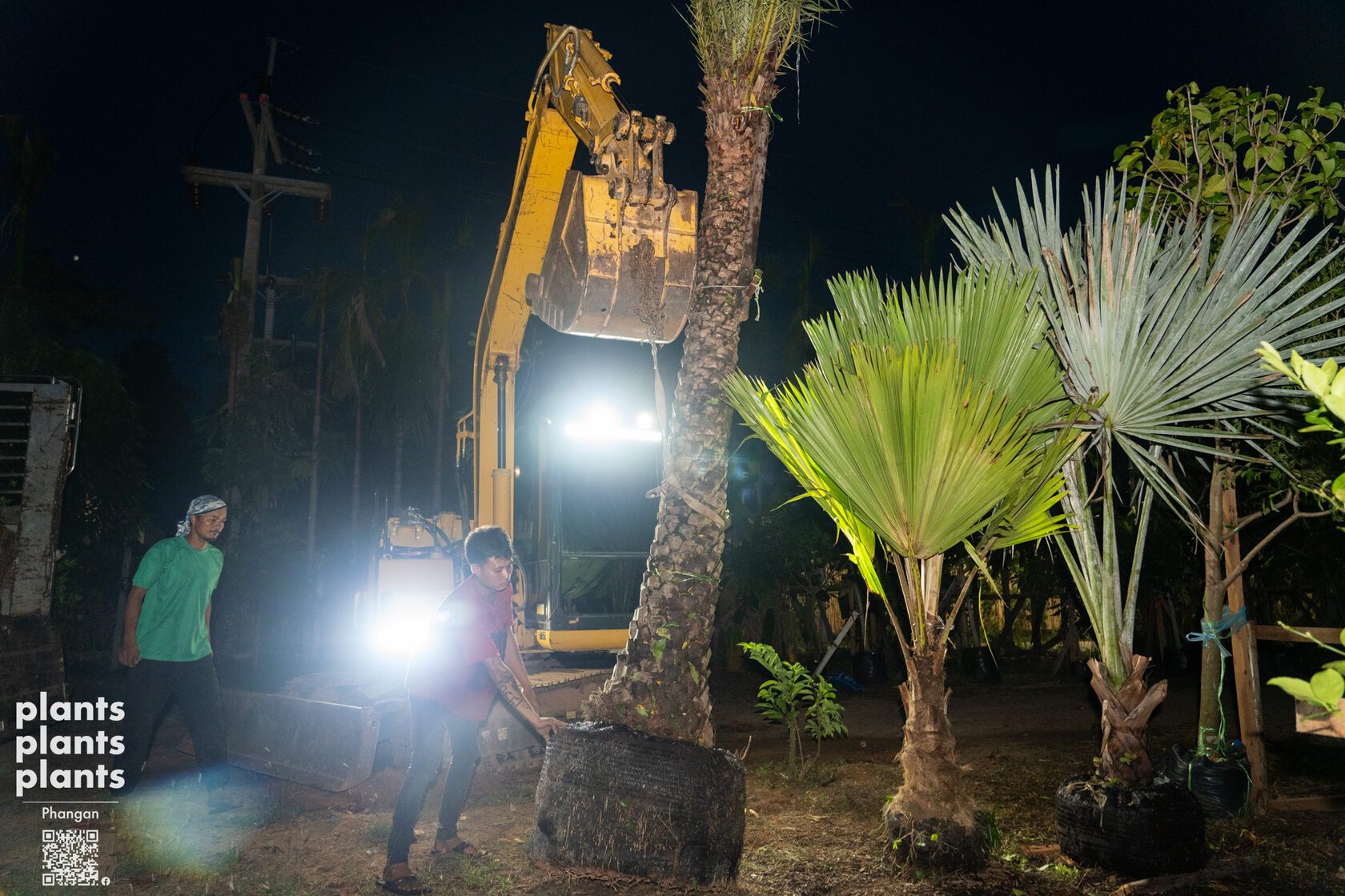 Date Palm (3m trunk)