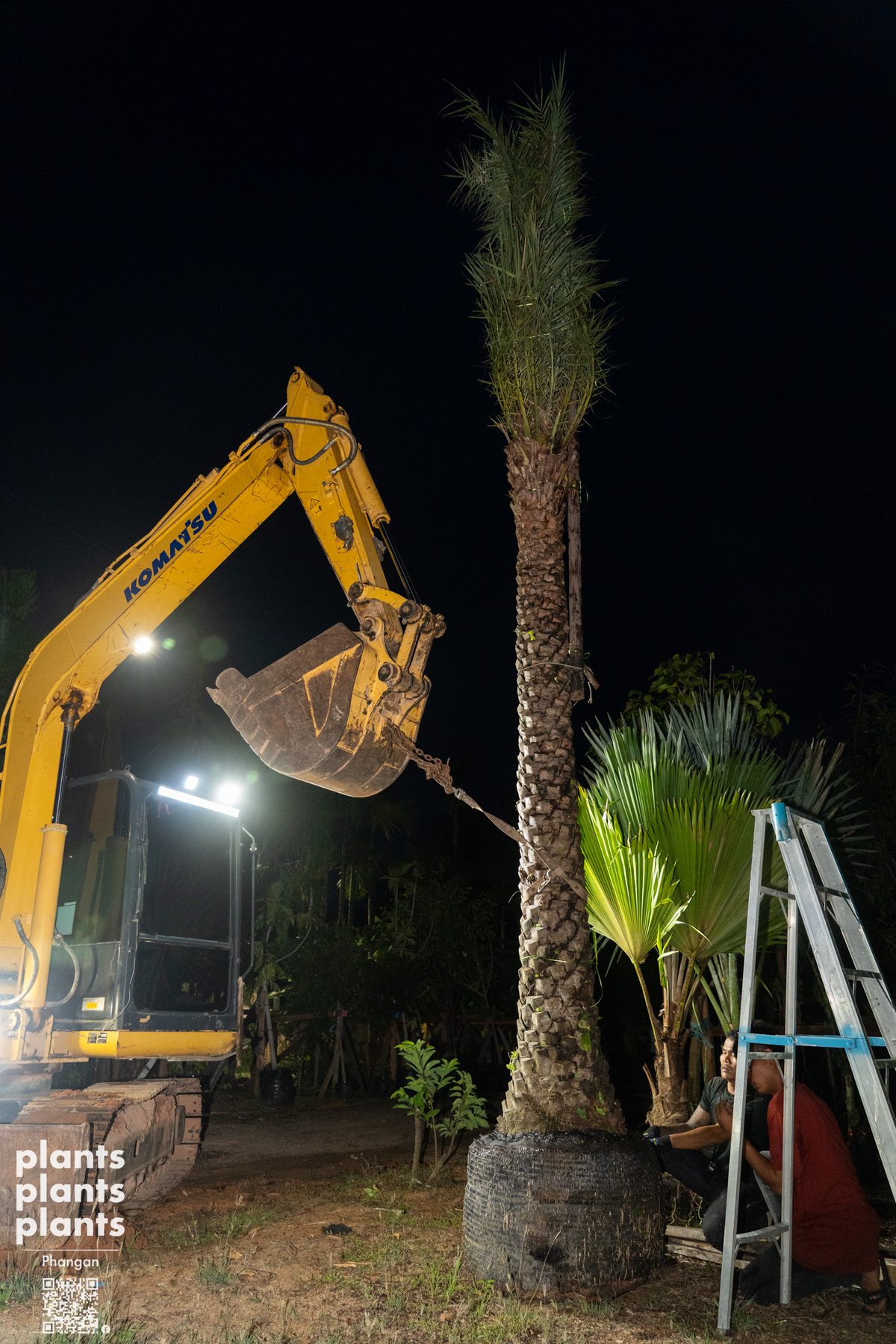 Date Palm (3m trunk)