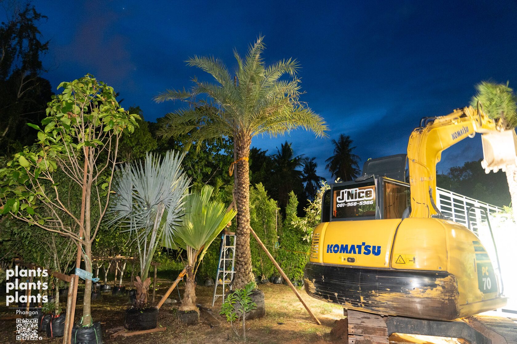 Date Palm (3m trunk)