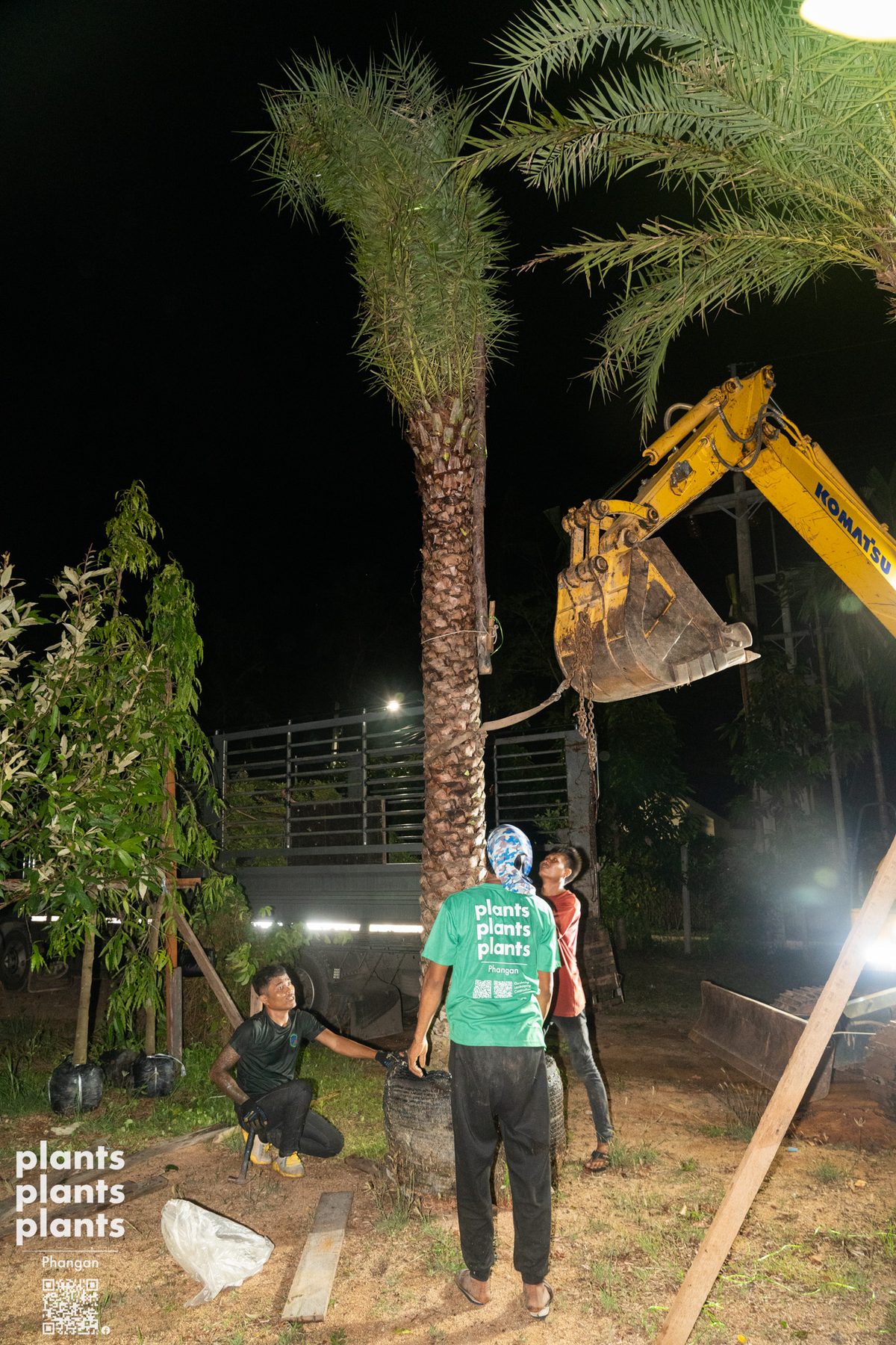 Date Palm (3m trunk)