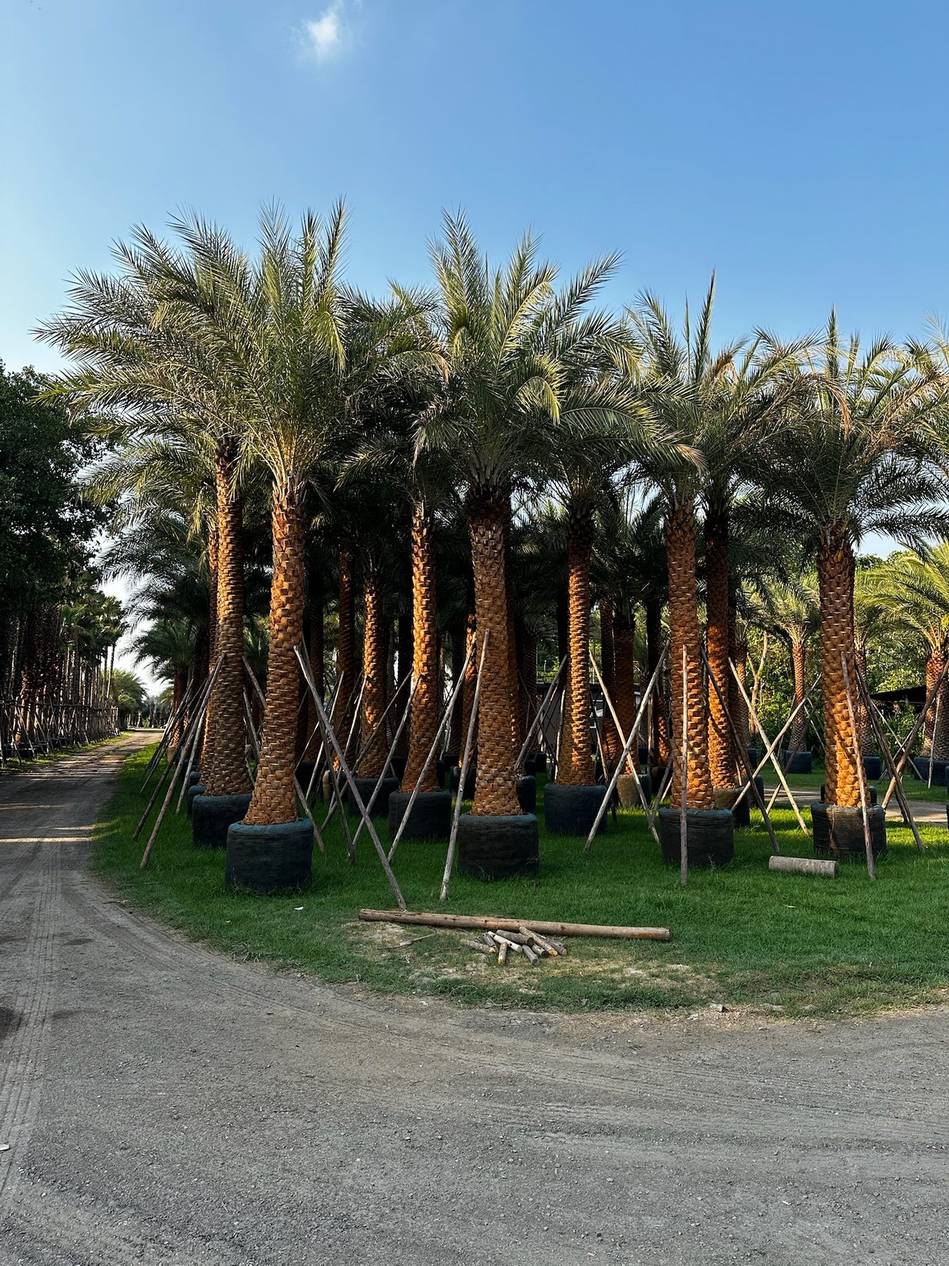 Date Palm (3m trunk)