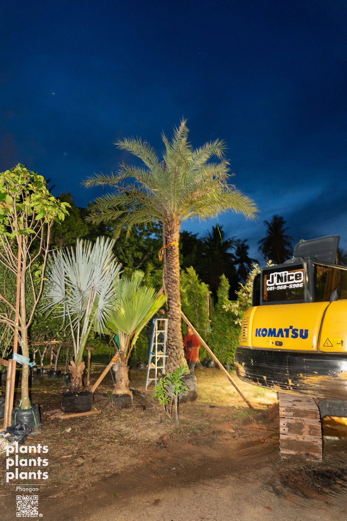 Date Palm (3m trunk)