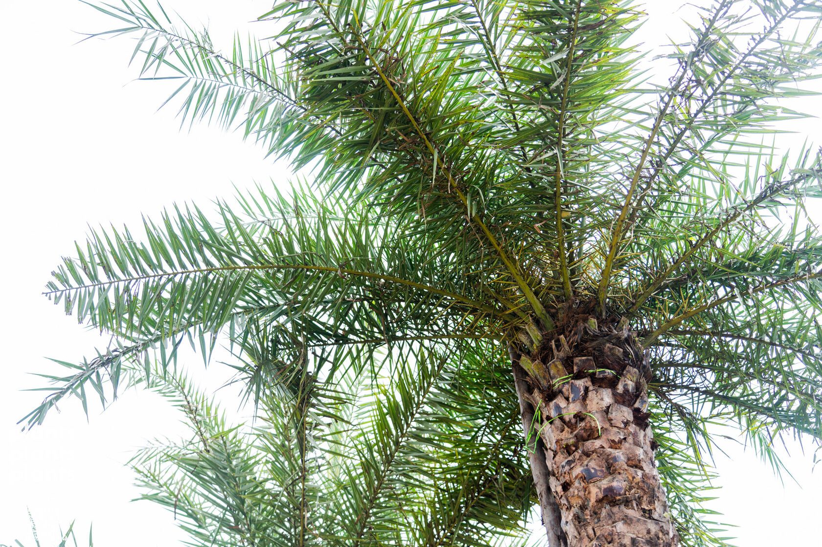 Date Palm (3m trunk)
