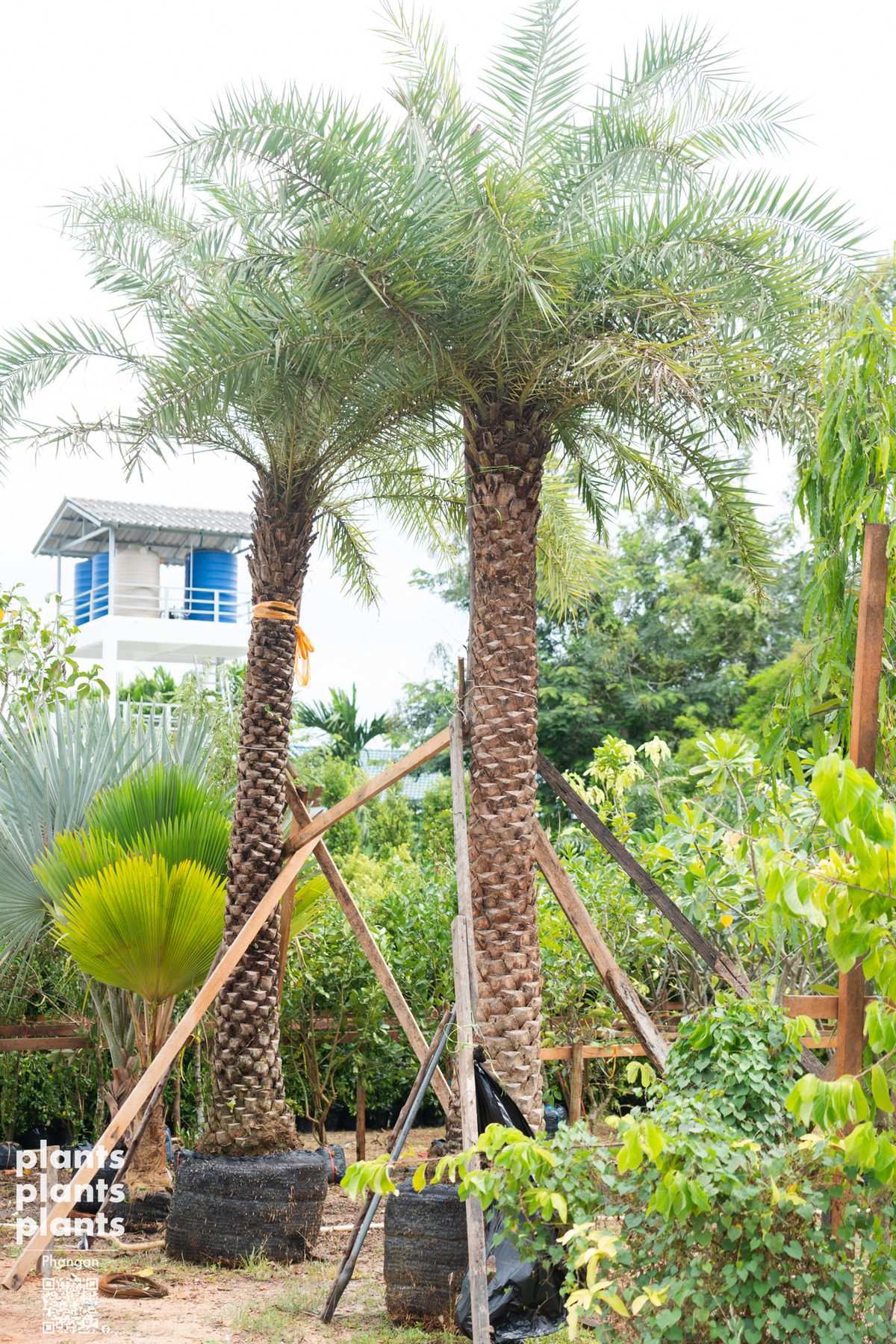Date Palm (3m trunk)