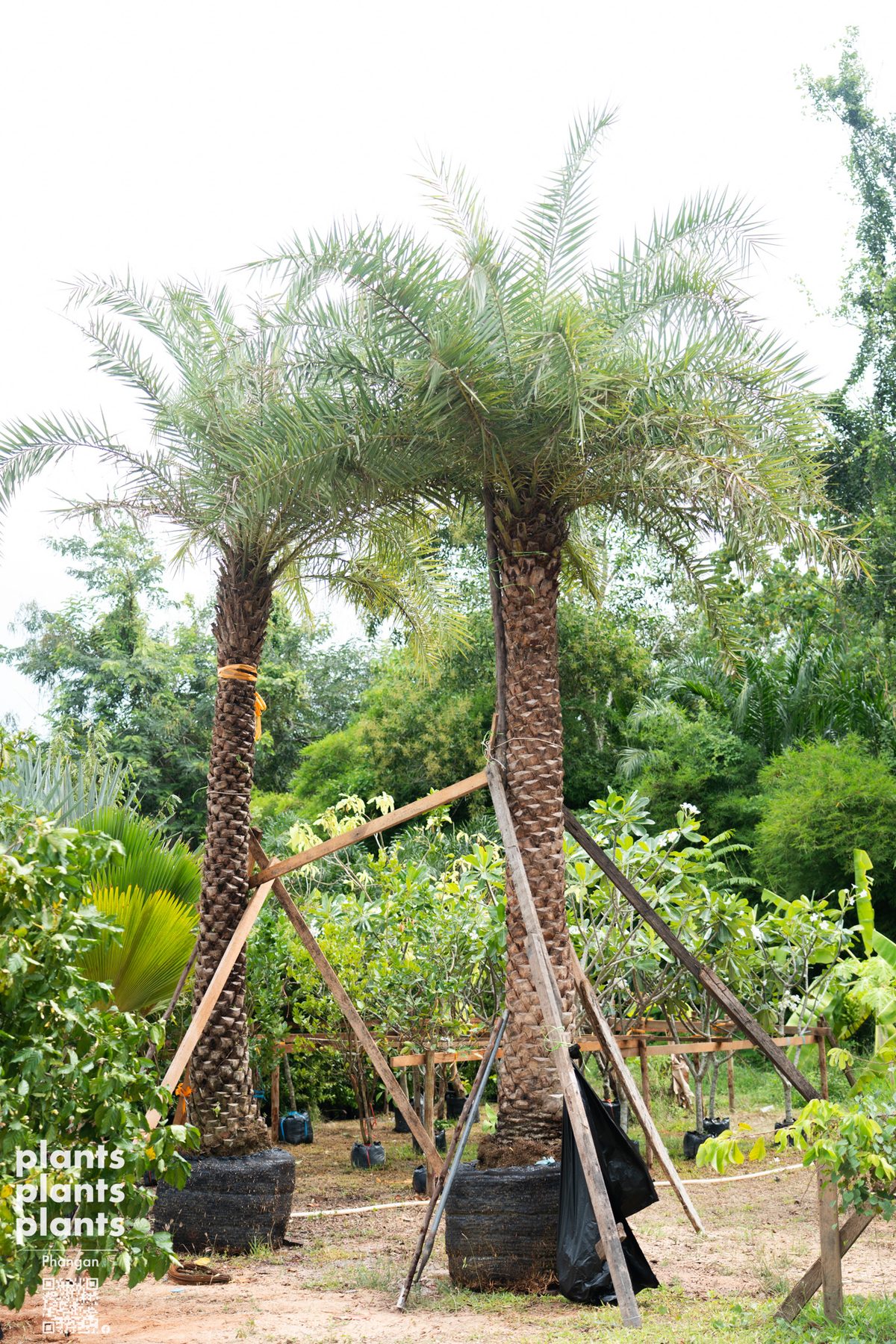 Date Palm (3m trunk)