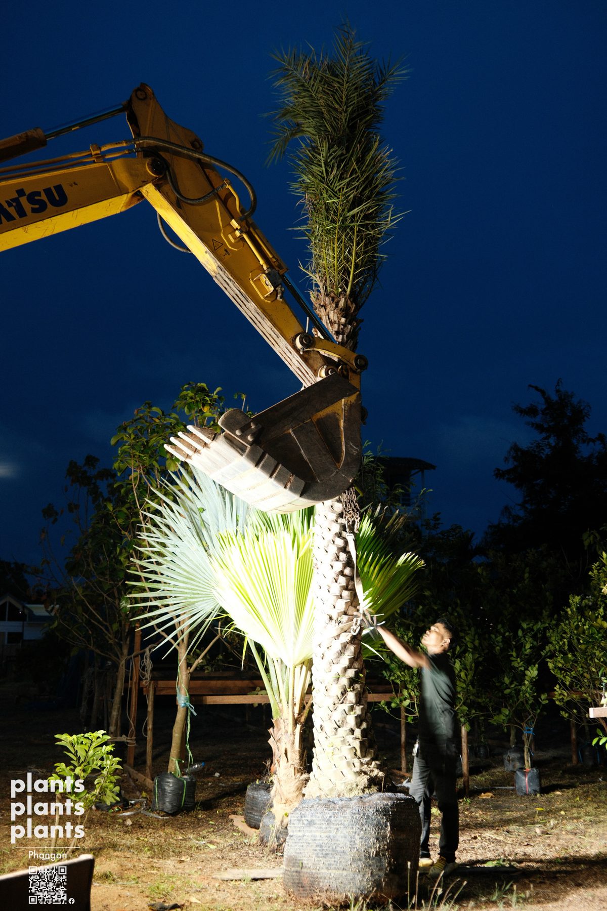 Date Palm (3m trunk)