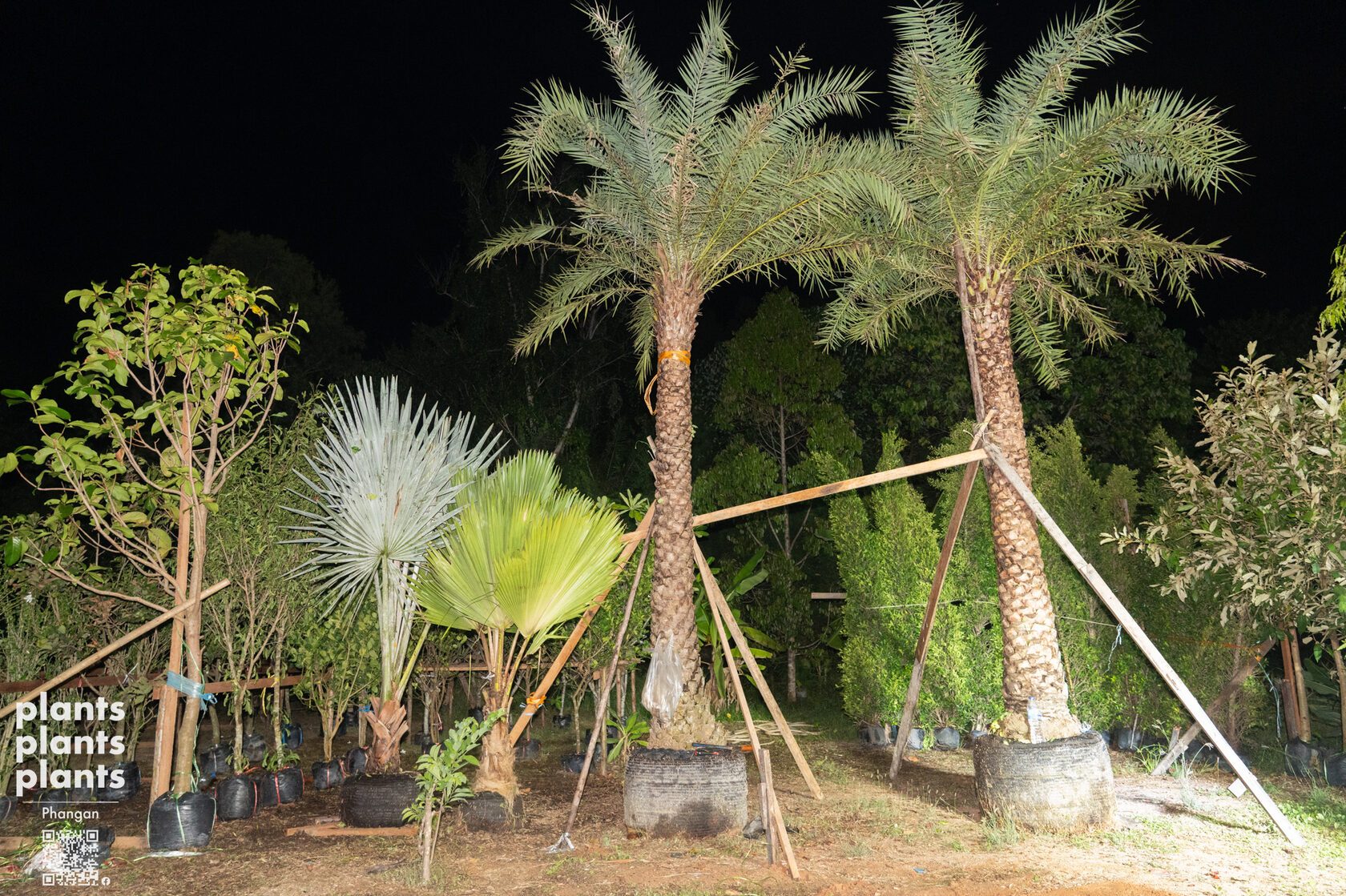 Date Palm (3m trunk)