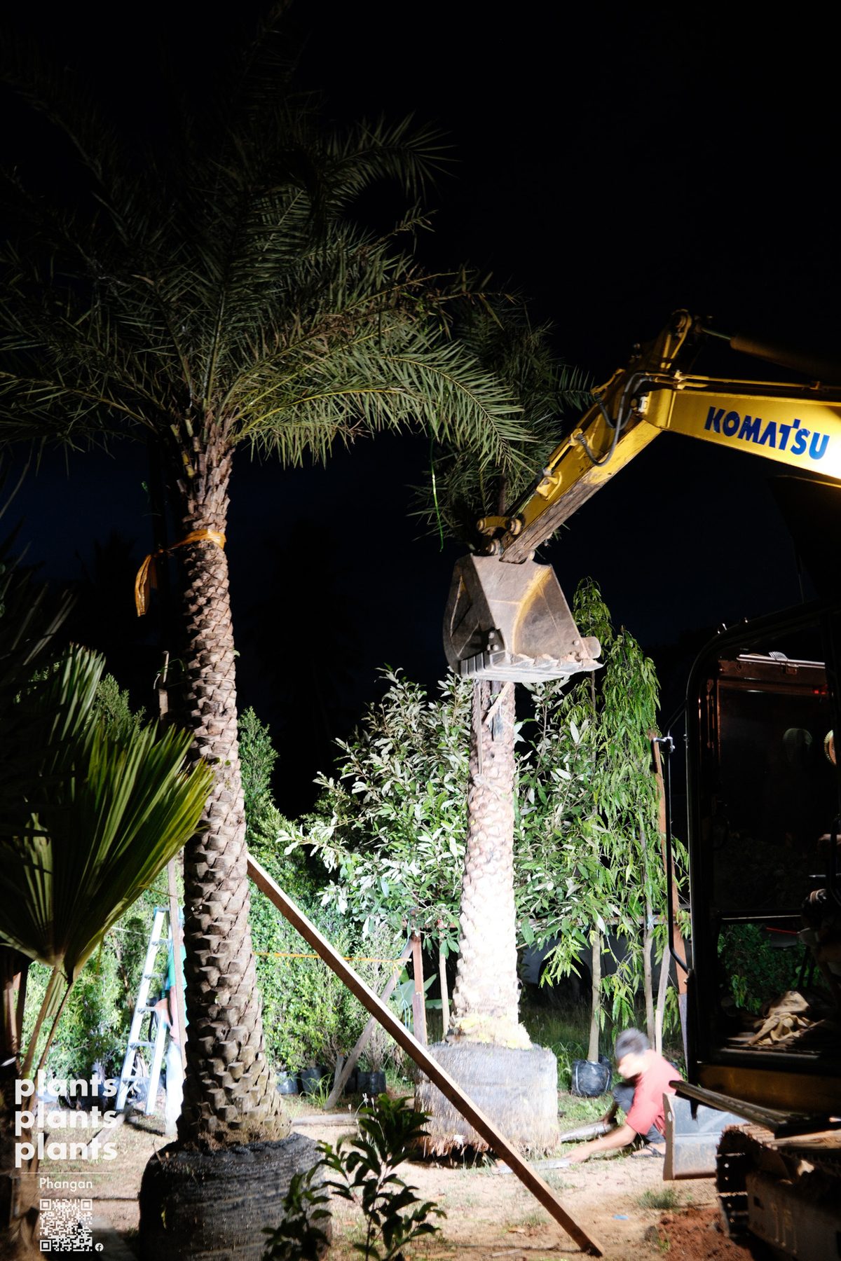 Date Palm (3m trunk)