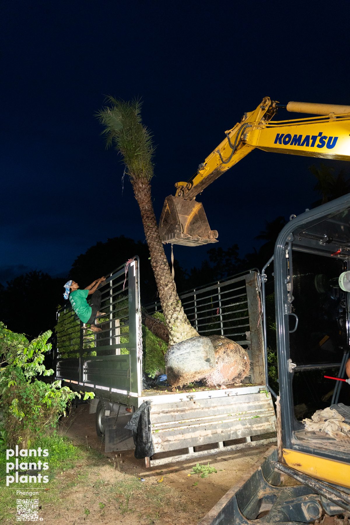 Date Palm (3m trunk)