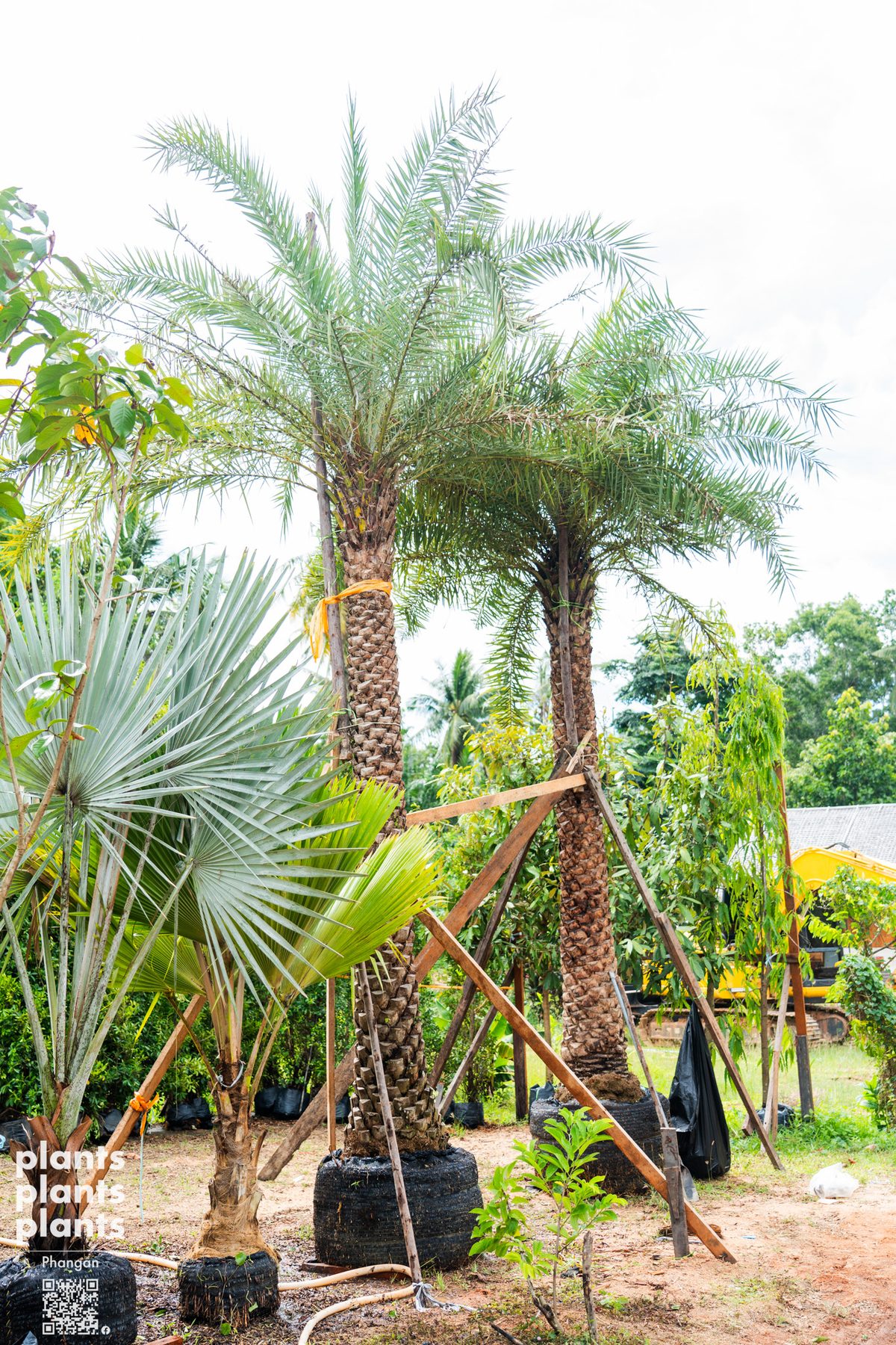 Date Palm (3m trunk)