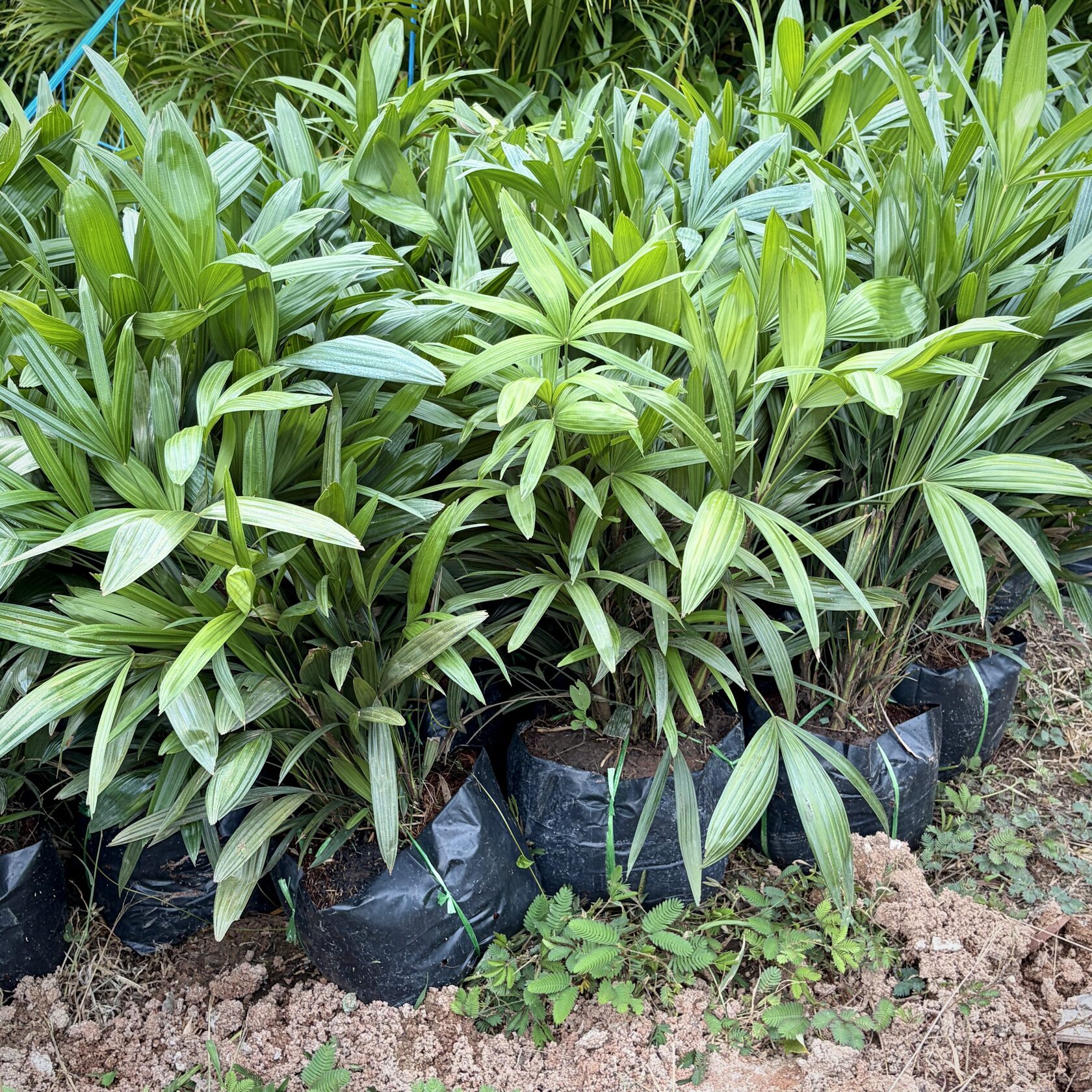 Dwarf Palm