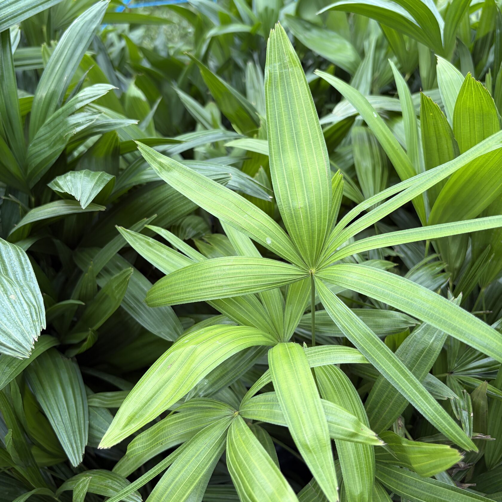 Dwarf Palm