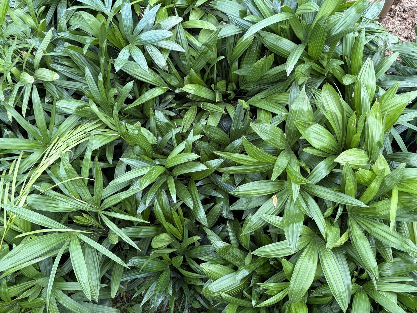 Dwarf Palm