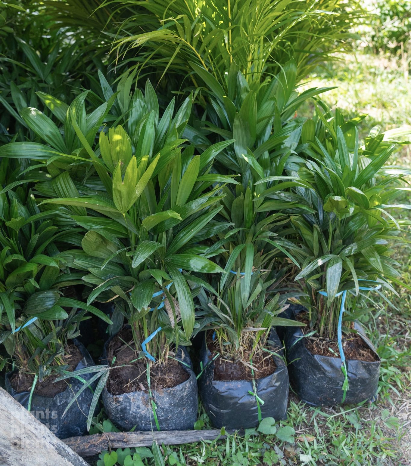 Dwarf Palm