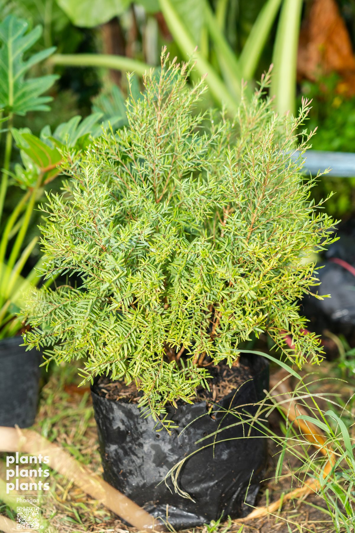 Ellwood pine