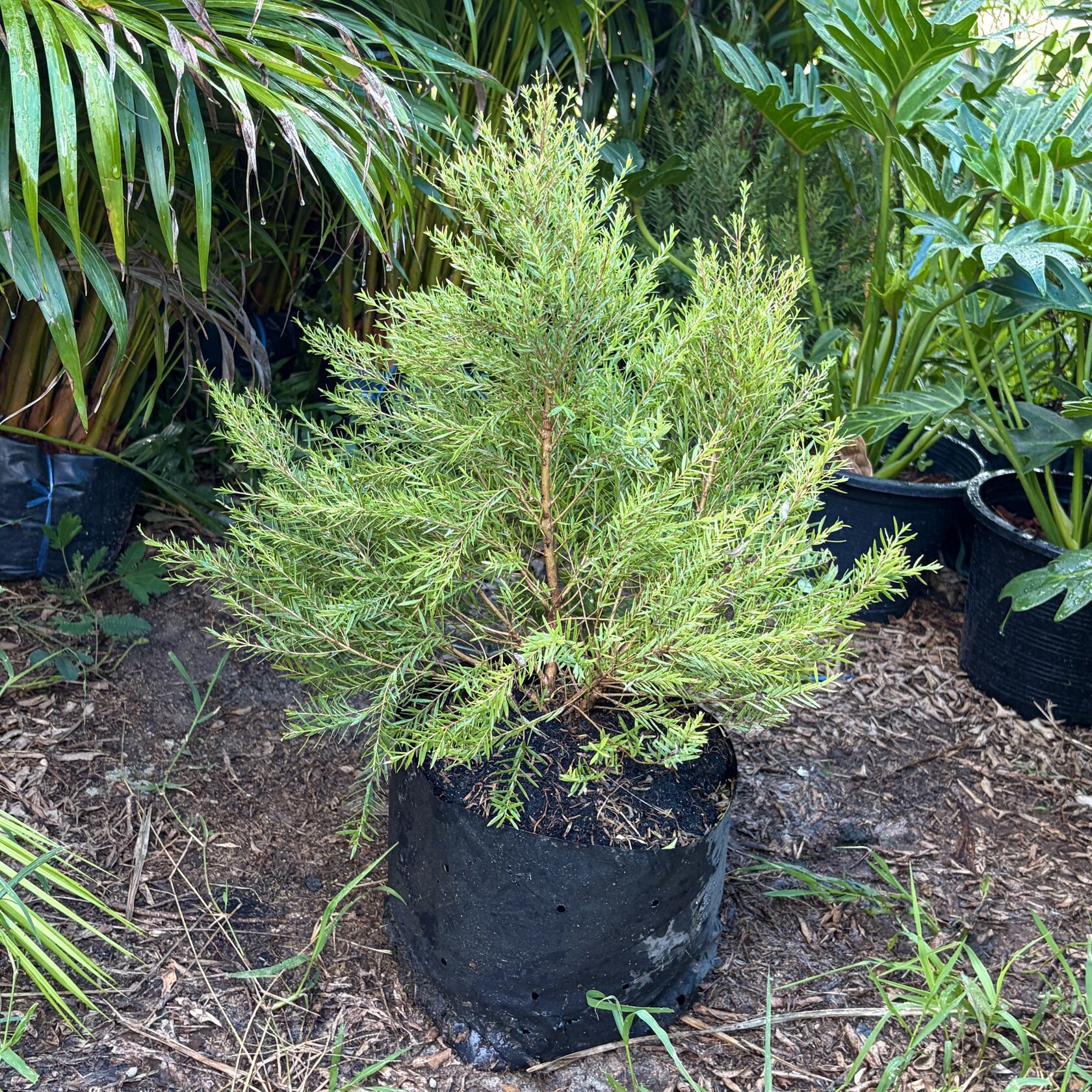 Ellwood pine