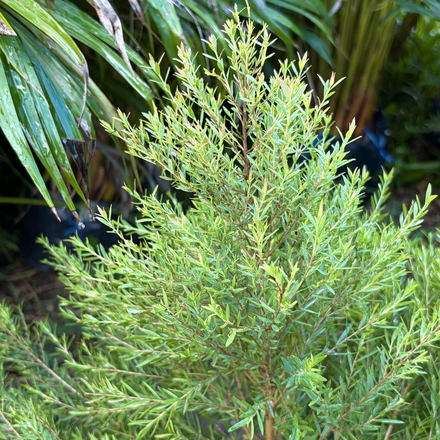 Ellwood pine