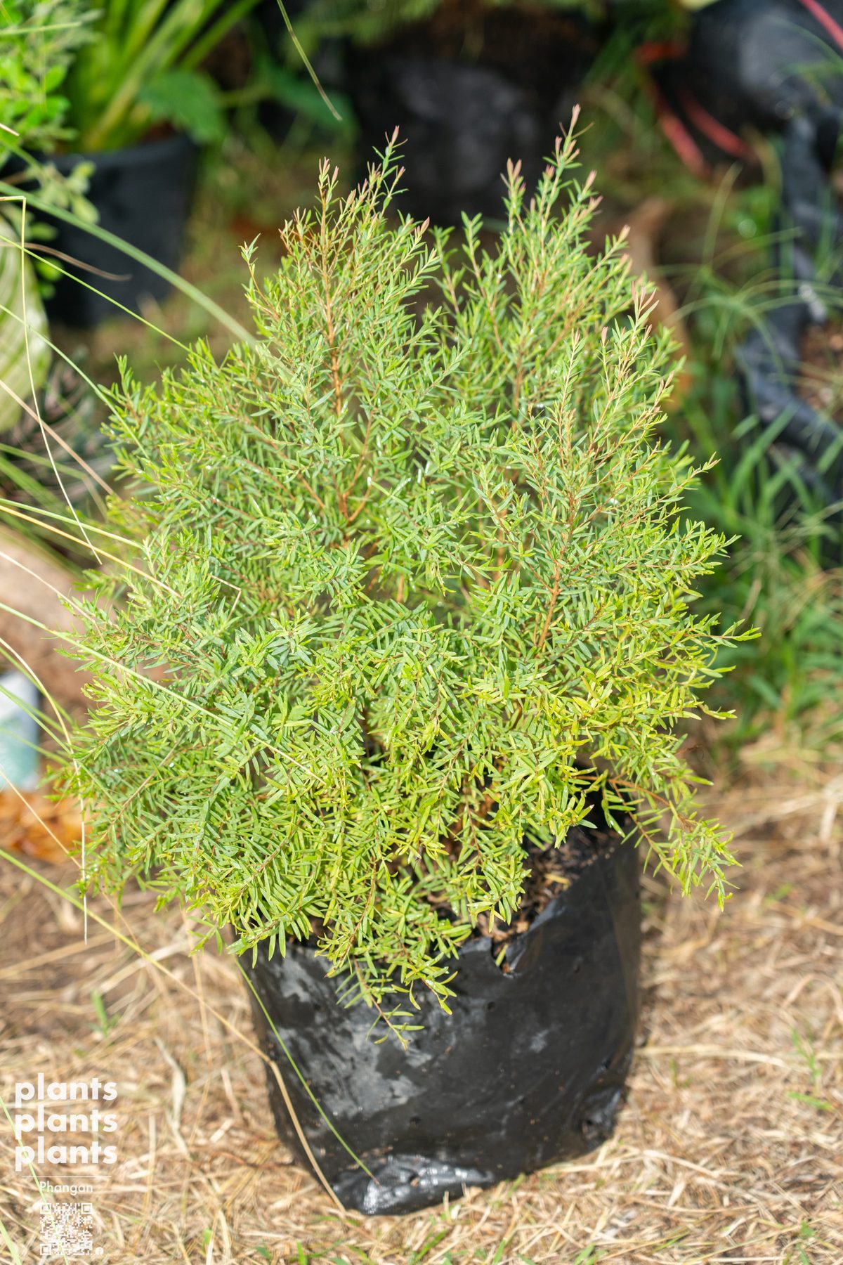 Ellwood pine