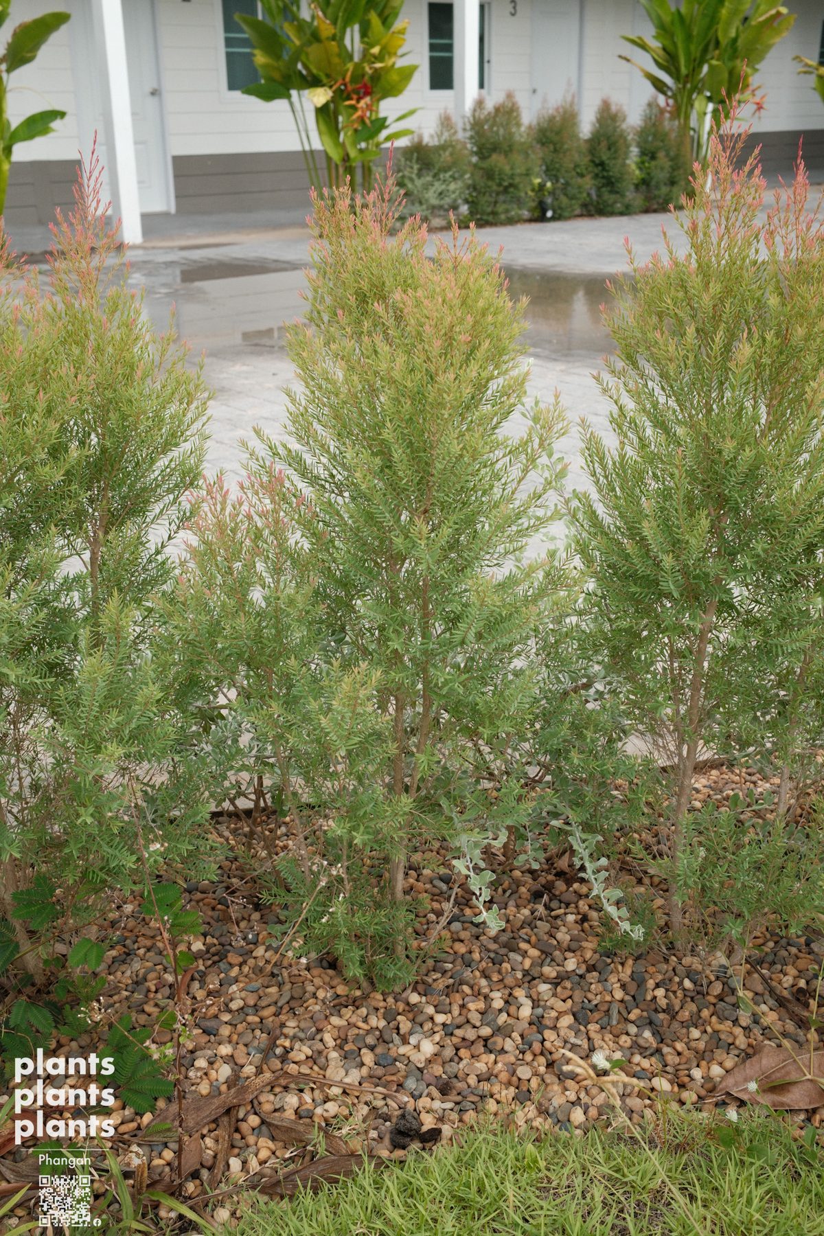 Ellwood pine