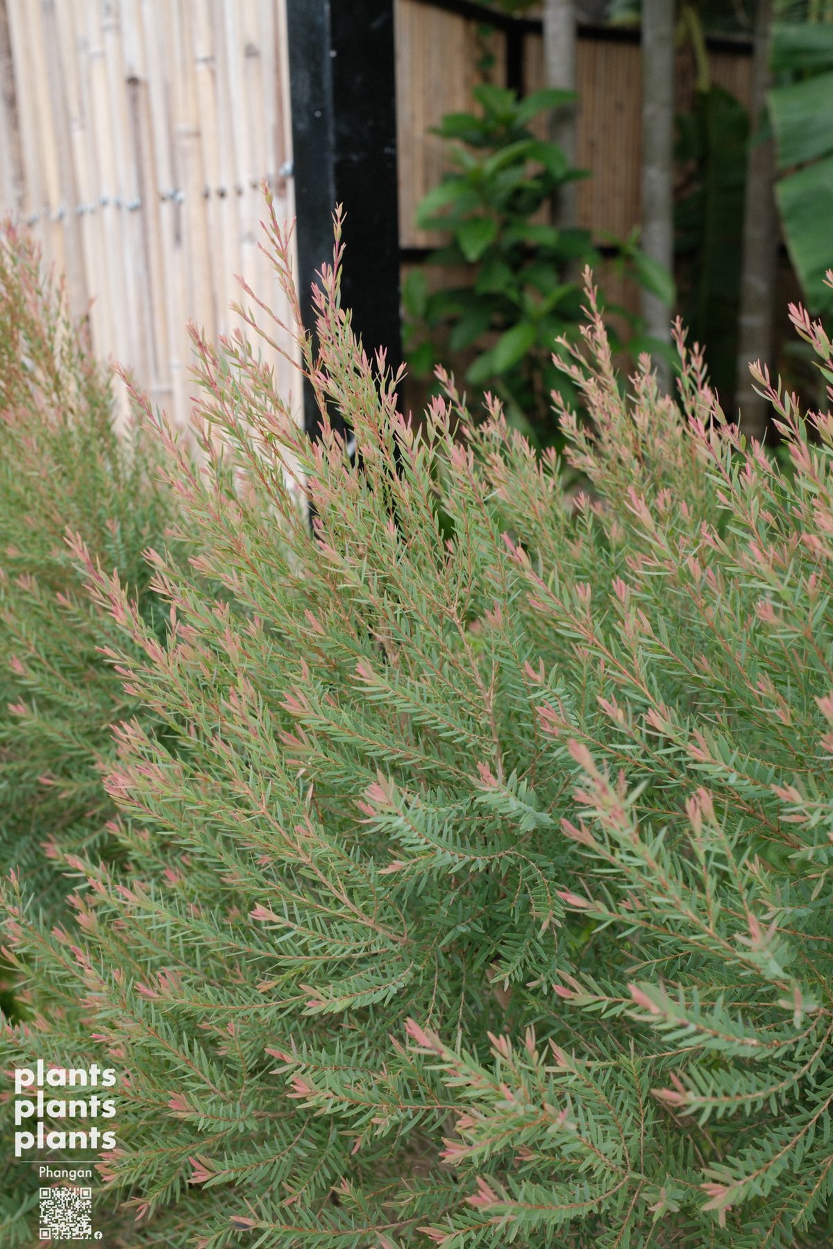 Ellwood pine